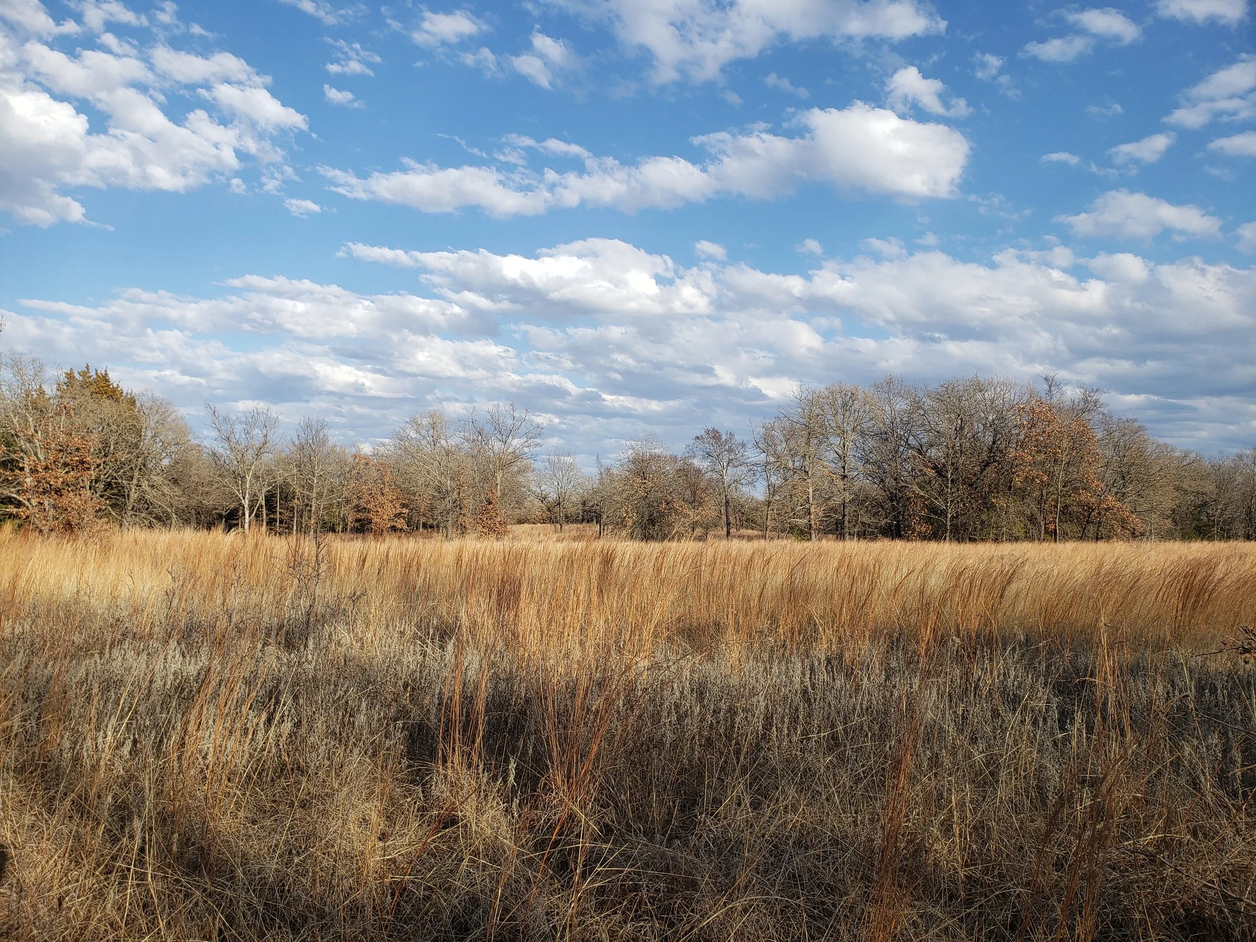 Degraded savanna remnant in Grayson Co., TX