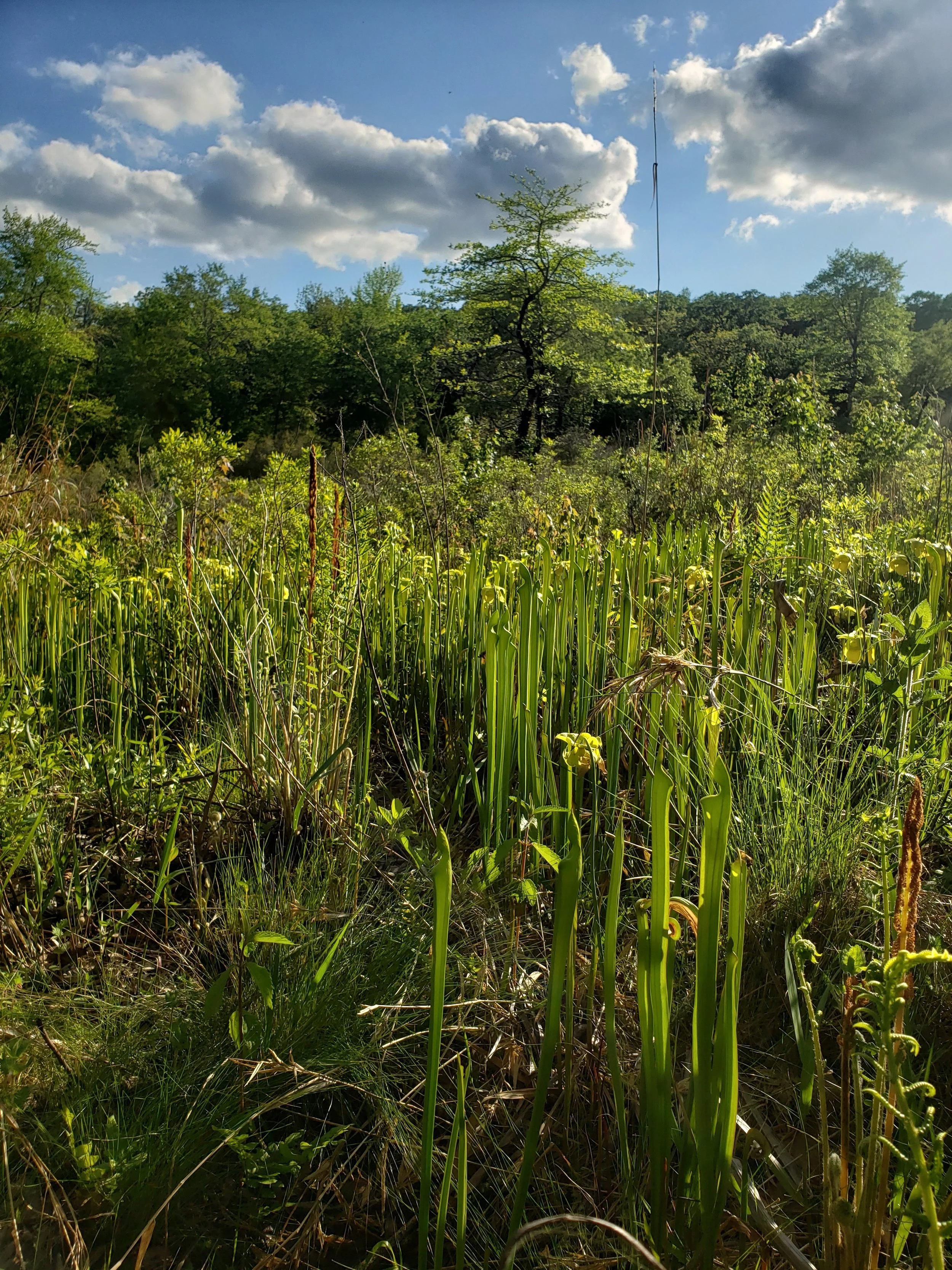 Bog in the post oak savanna ecoregion of Texas, Anderson Co.