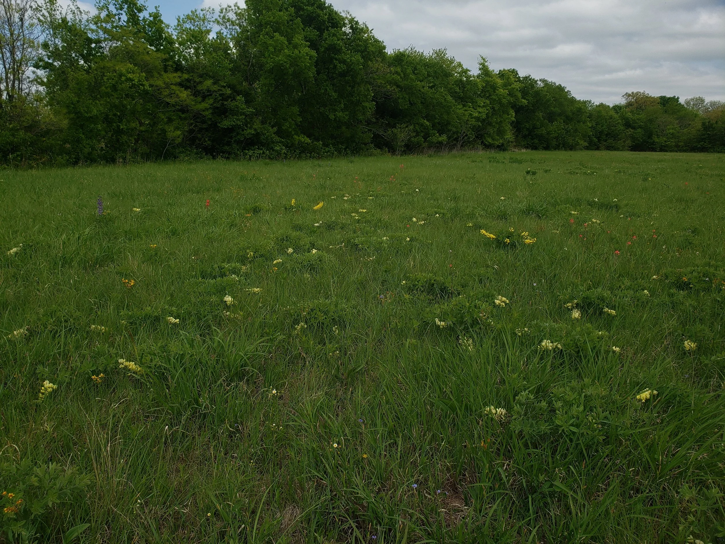Red River Prairie remnant full of hybrid and introgressed Baptisia plants. Grayson Co.