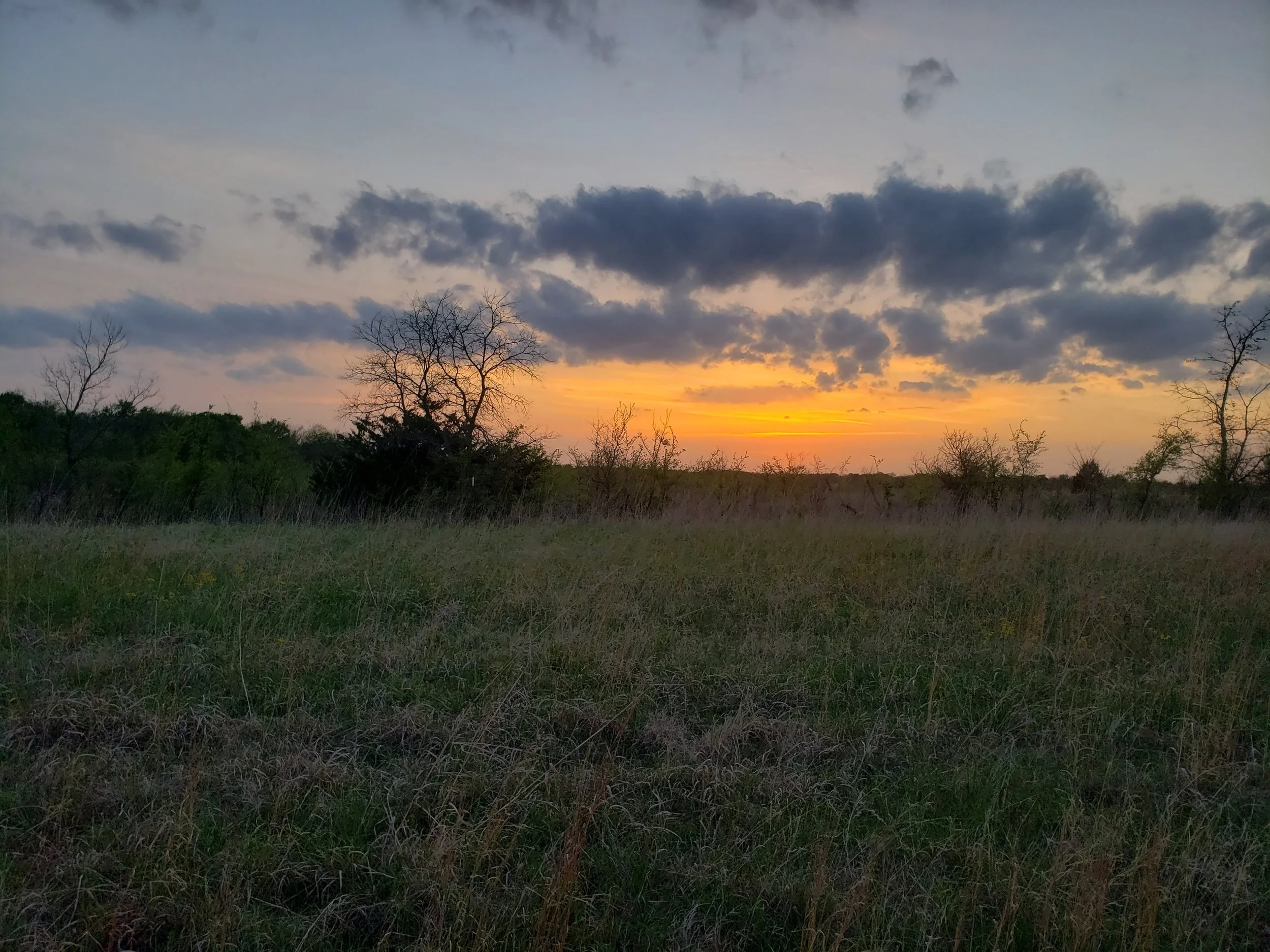 Blackland prairie remnant in Grayson Co., TX