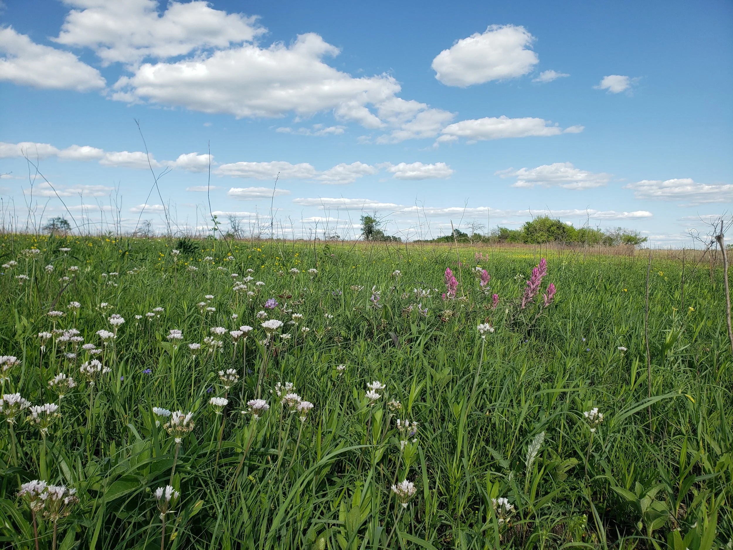 Allium drummondii and Castilleja purpurea blooming in the springtime at Clymer Meadow (Hunt Co., TX), the largest remaining Blackland Prairie remnant