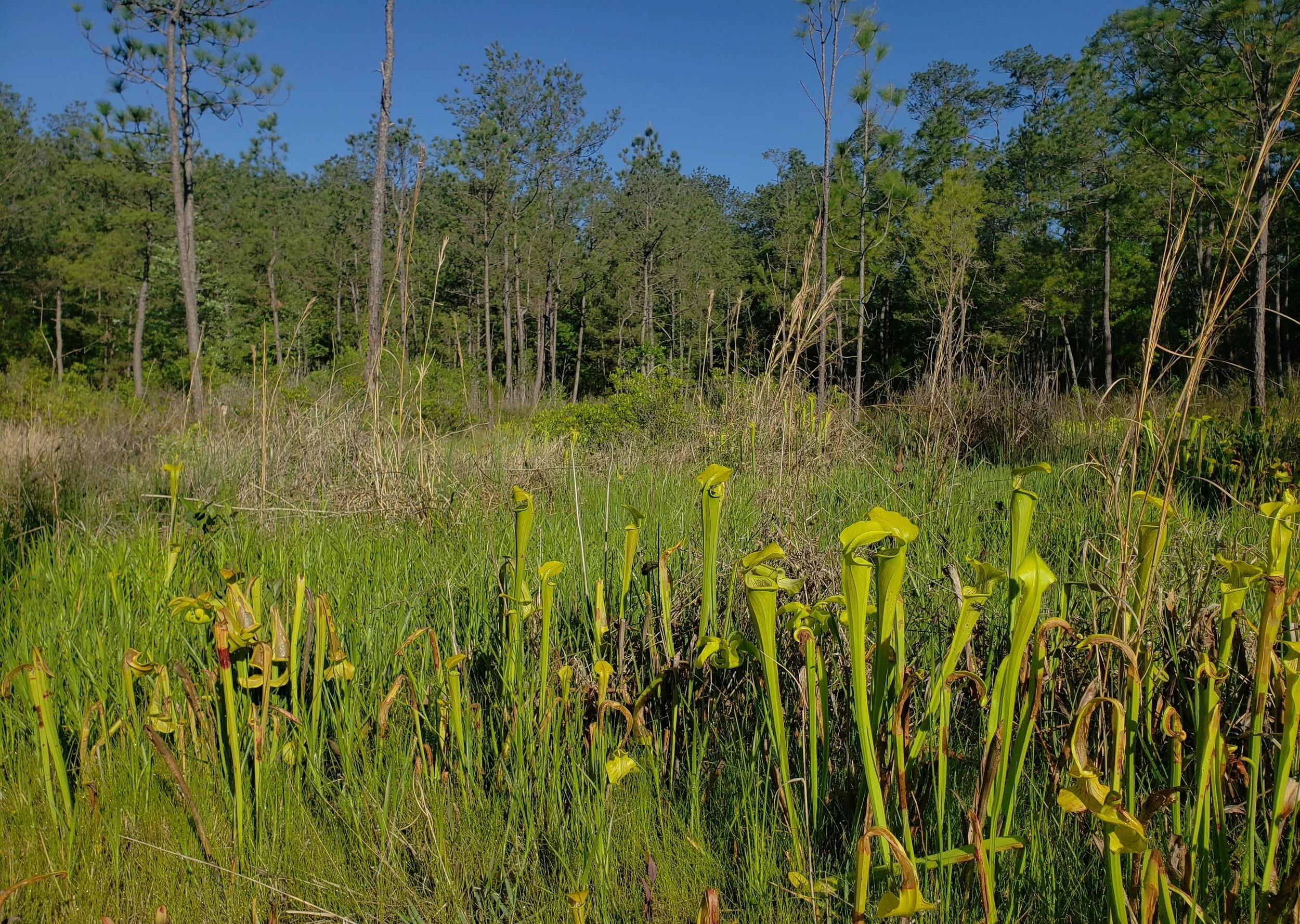 Sarracenia alata pitchers in a sandy bog in the Pineywoods ecoregion of Texas, Hardin Co.