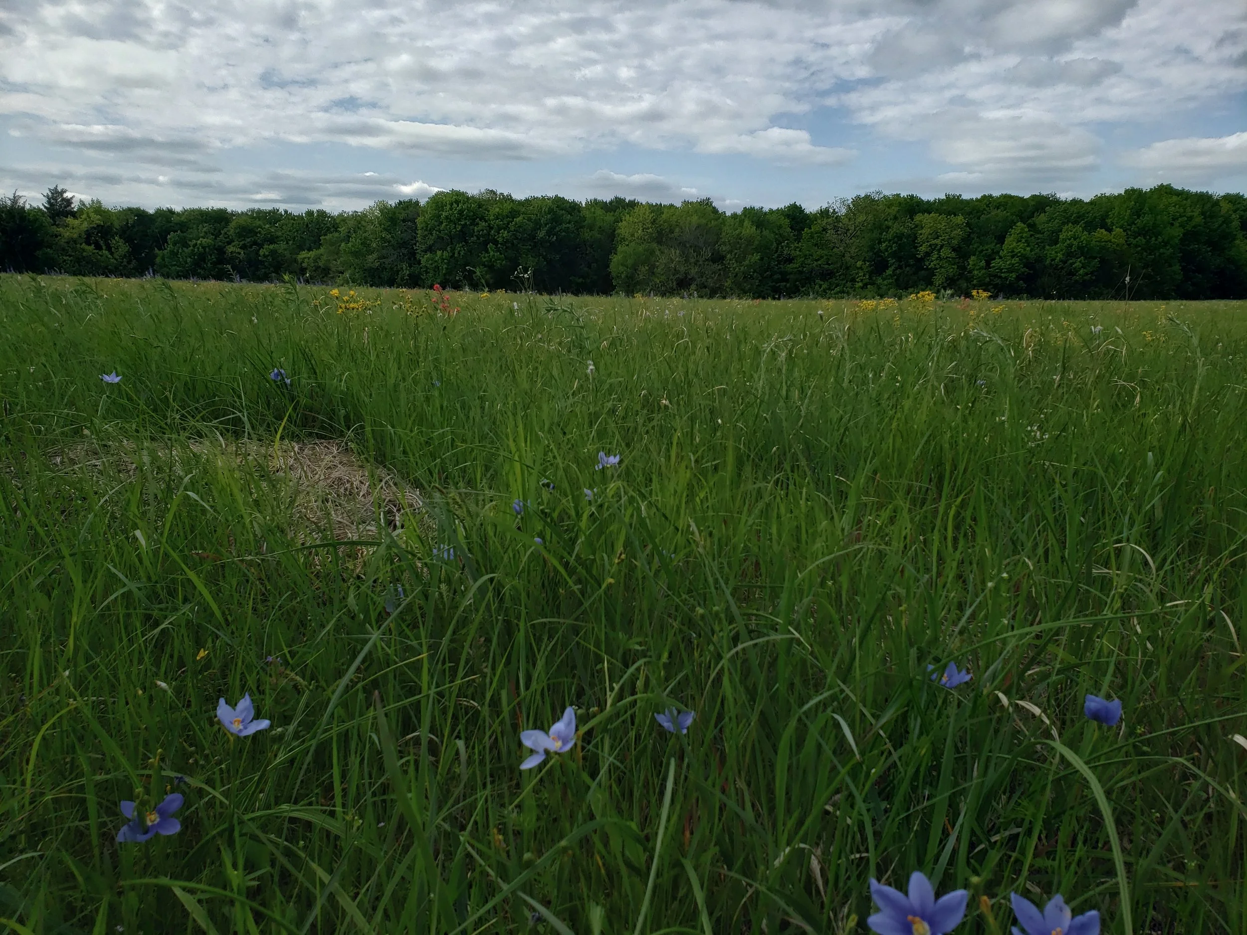 Red River Prairie remnant in Grayson Co., TX full of Nemastylis geminiflora