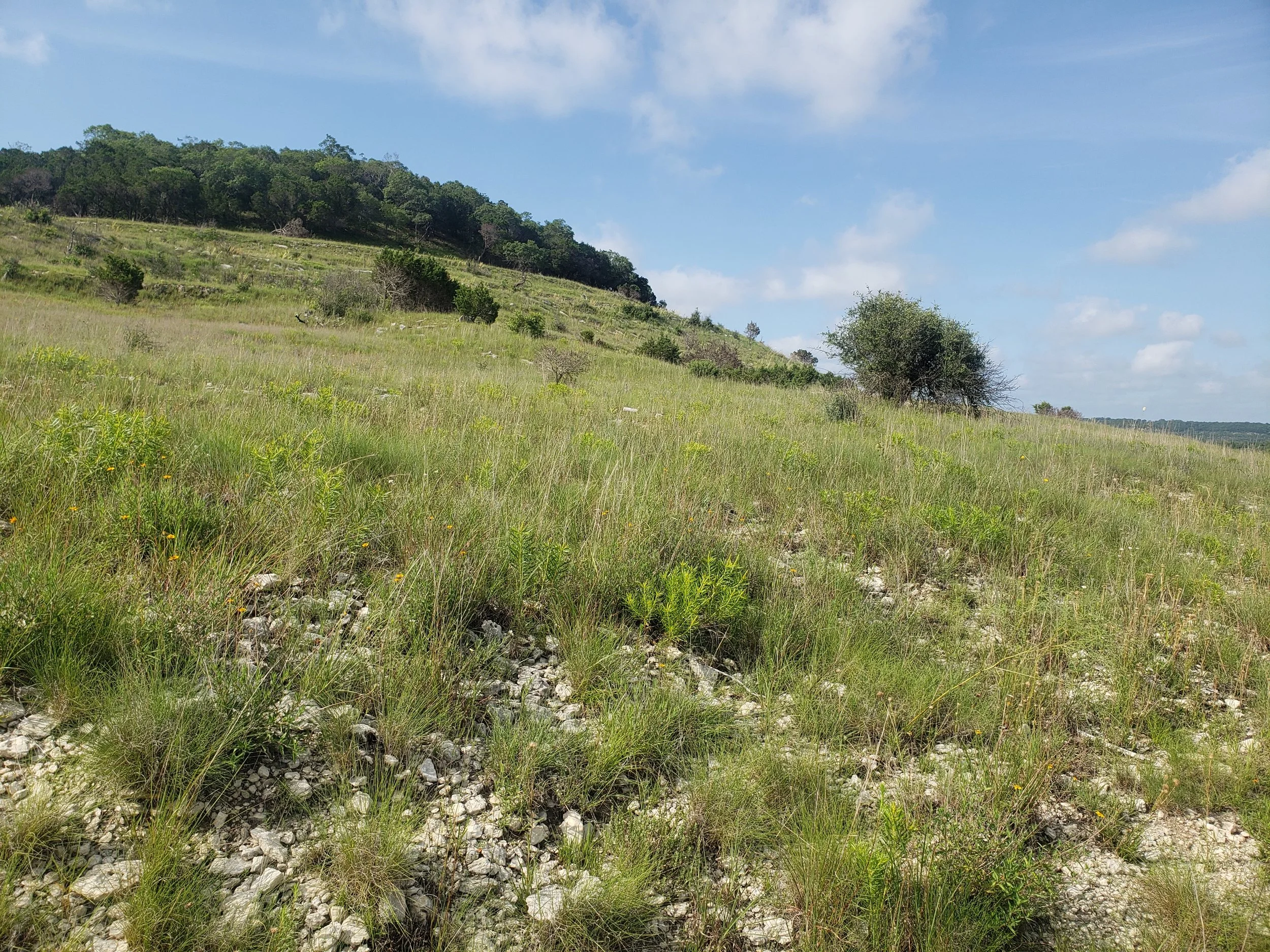 Limestone Prairie in Travis Co., TX