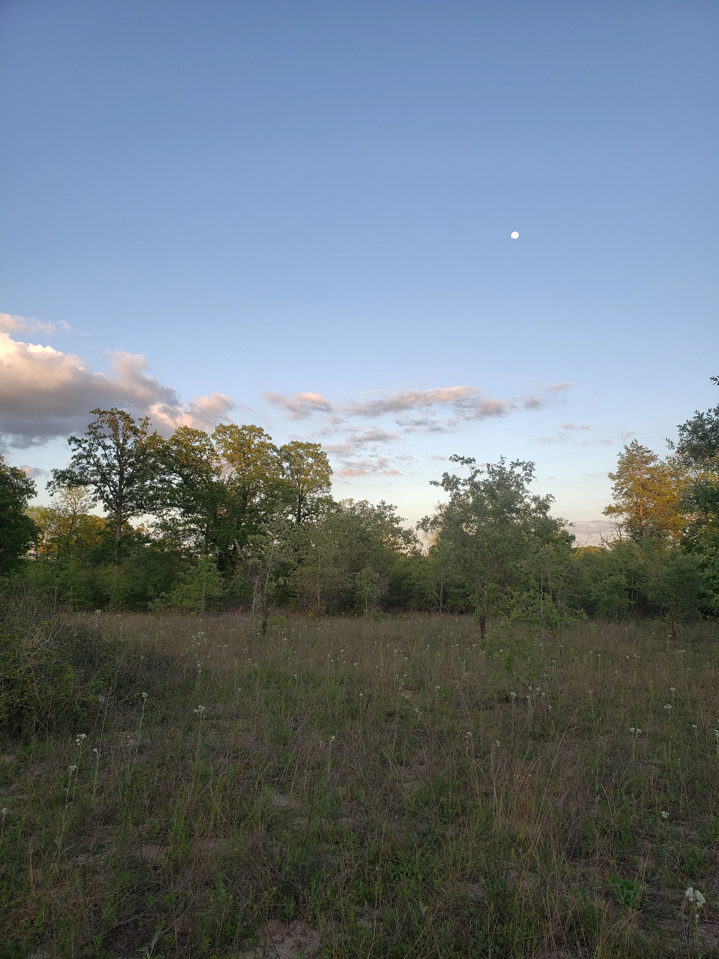 Savanna remnant on deep sandy soils in the Post Oak Savanna ecoregion of Texas in Anderson Co.