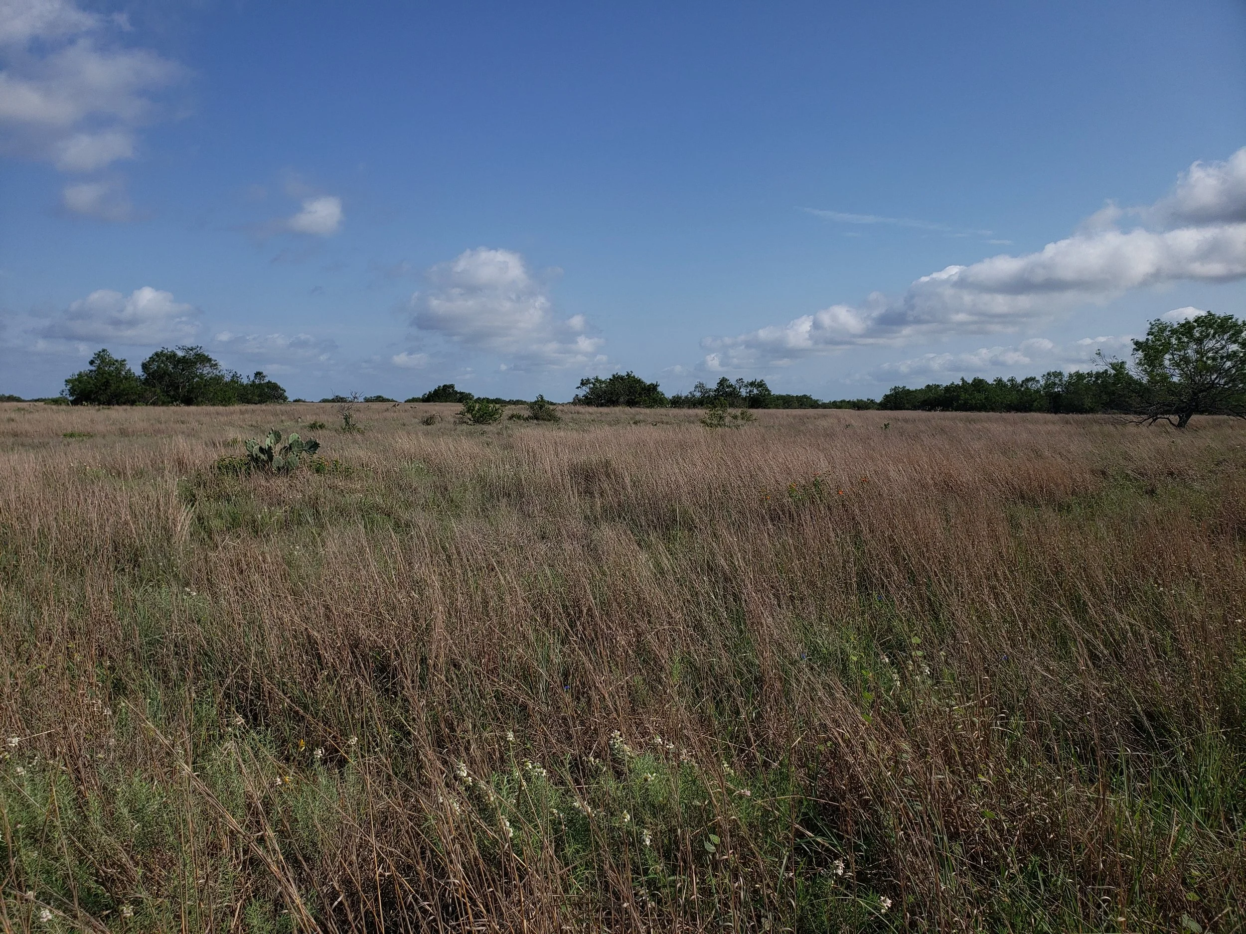 Large stand of seacoast bluestem (Schizachyrium littorale) with Monarda fruticulosa on the South Texas Sandsheet in Jim Hogg Co., TX