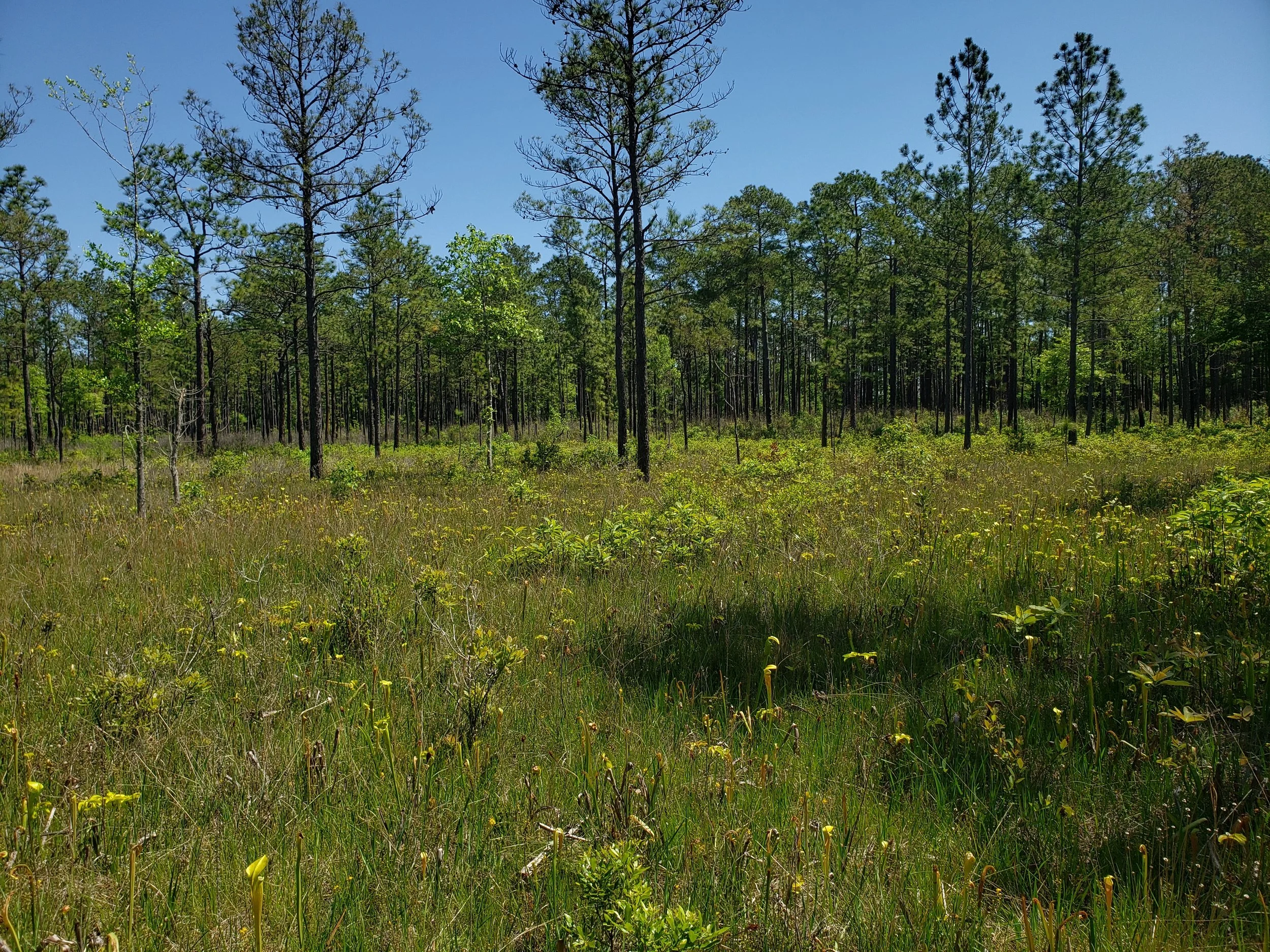 Wet savanna in Hardin Co., TX