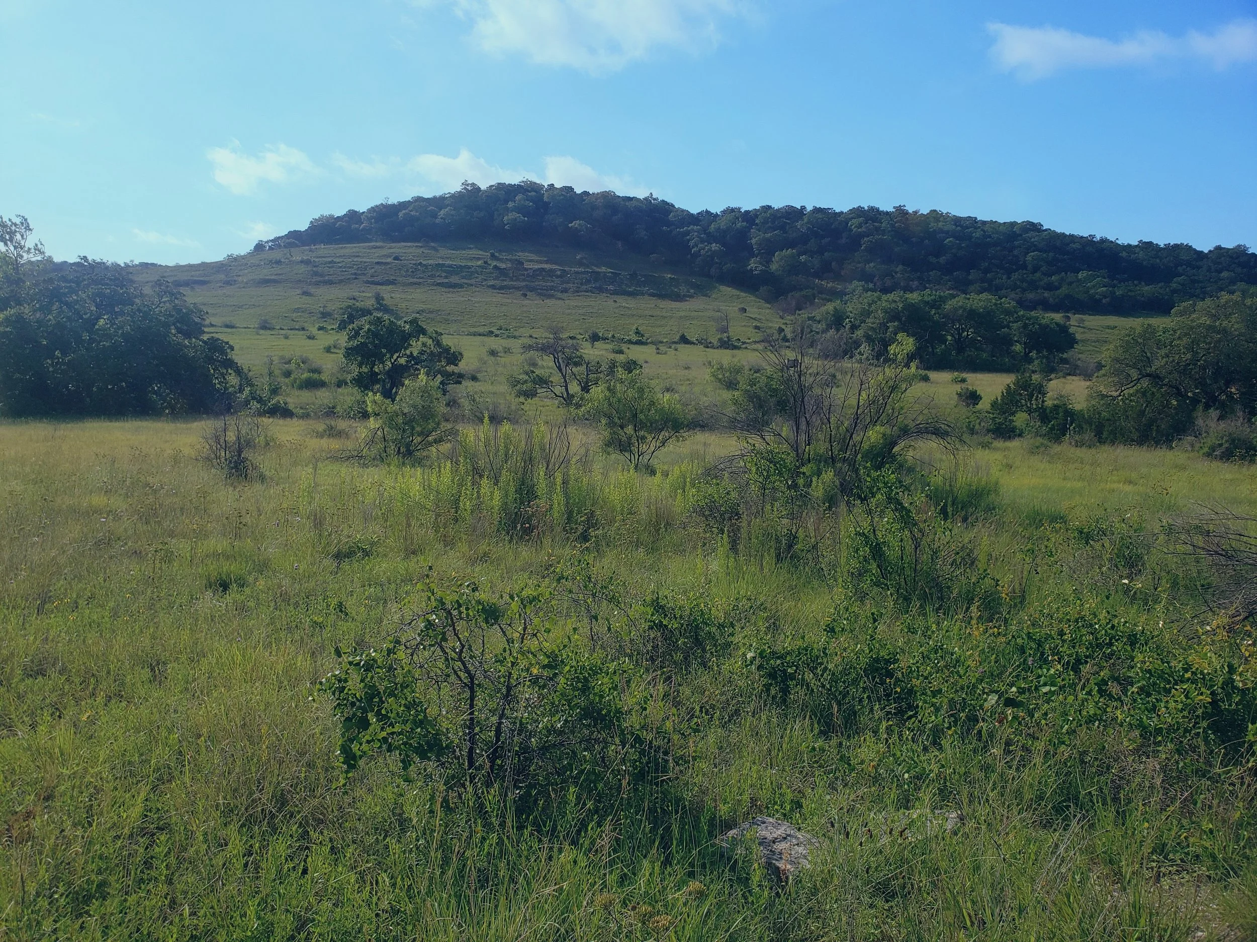 Balcones Canyonlands in Travis Co., TX