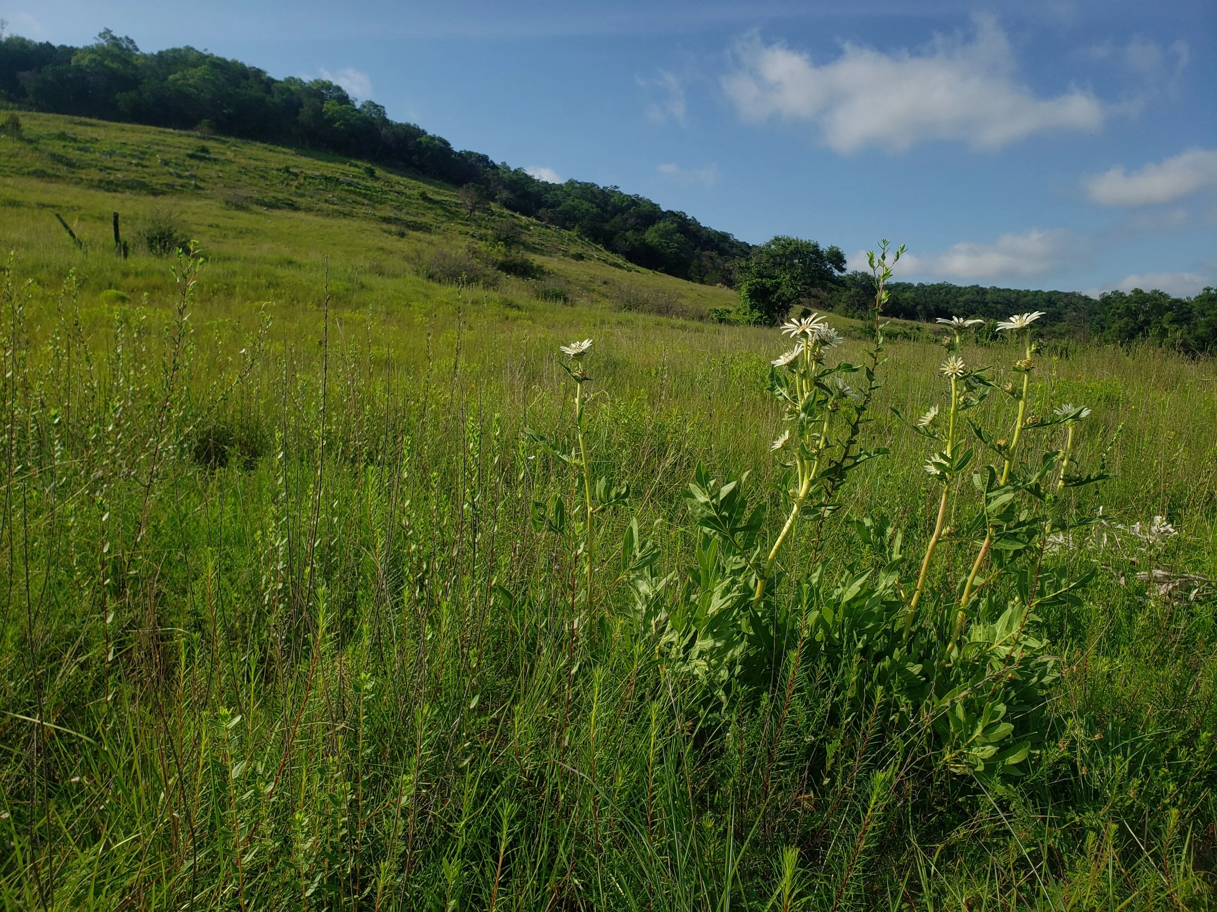 Silphium albiflorum growing on limestone in Travis Co., TX