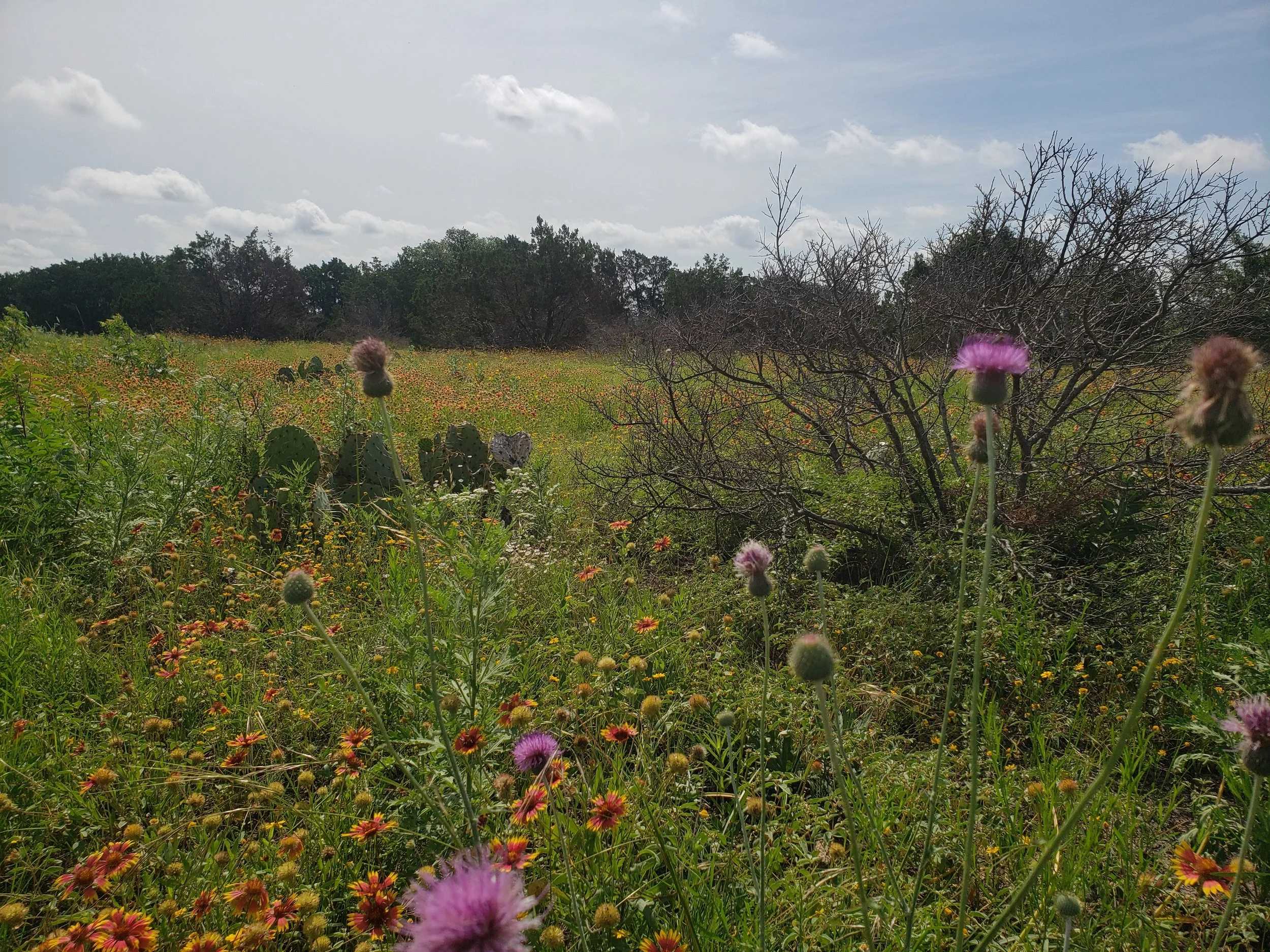 Fields of Gaillardia pulchella on limestone in Travis Co., TX