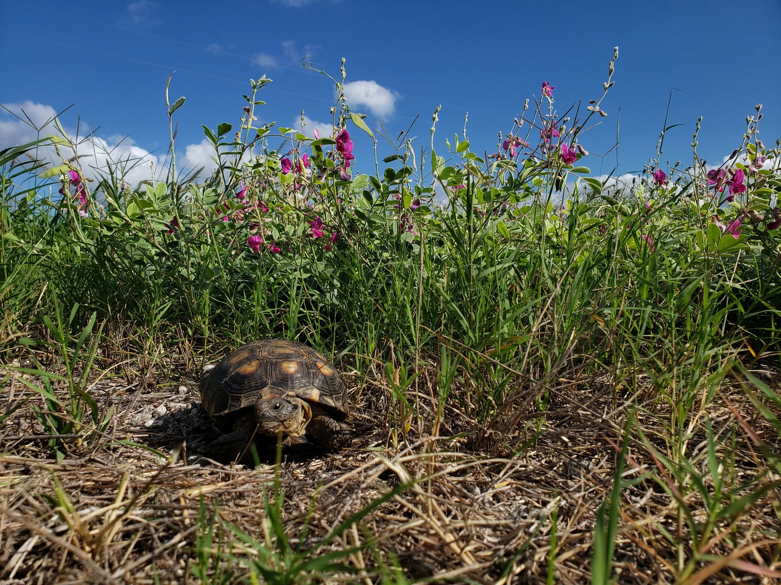 Texas tortoise in front of Tephrosia lindheimeri on a roadside in Jim Hogg Co., TX