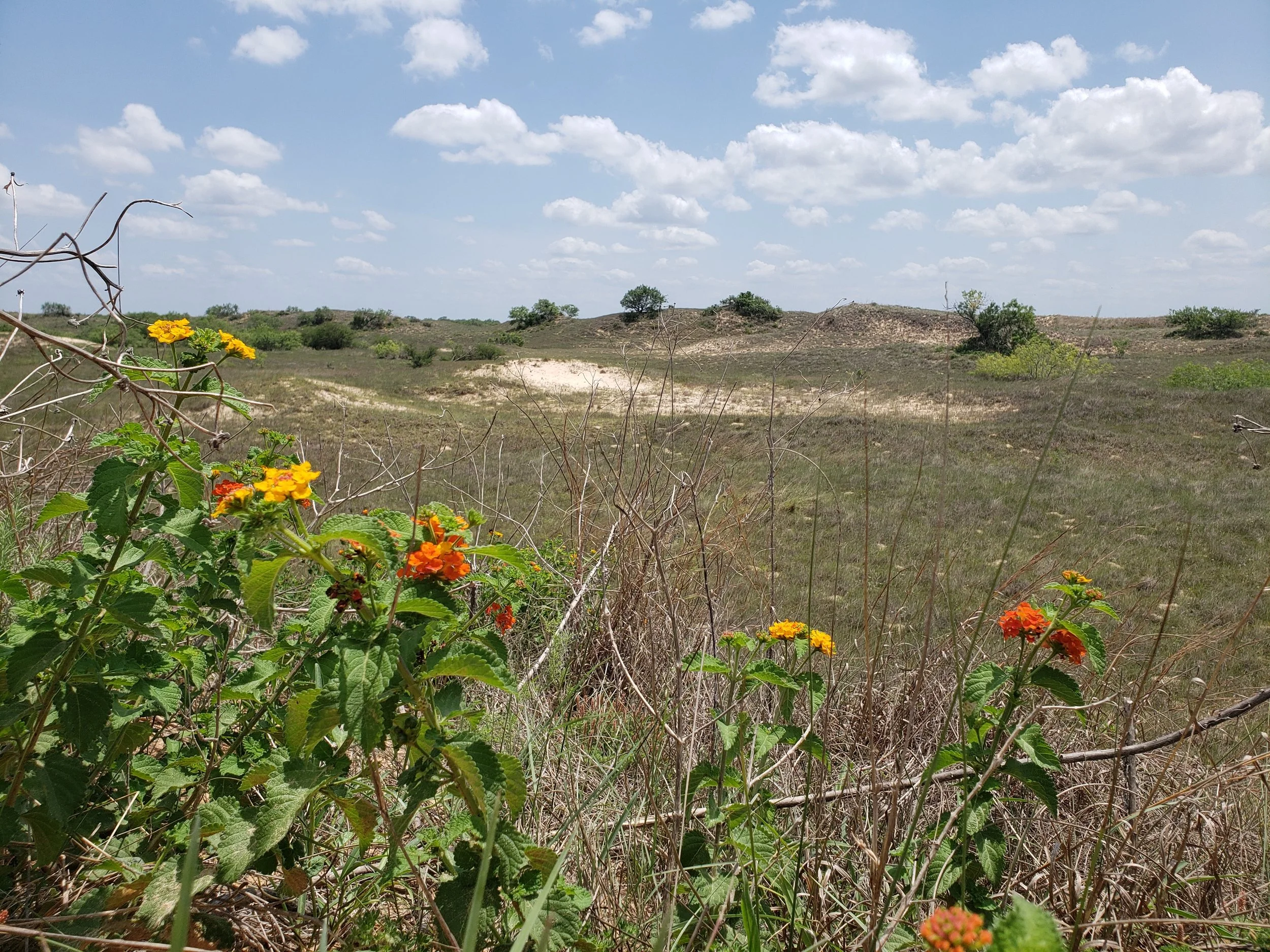 Lantana urticoides in front of some dunes on the South Texas Sandsheet in Jim Hogg Co., TX