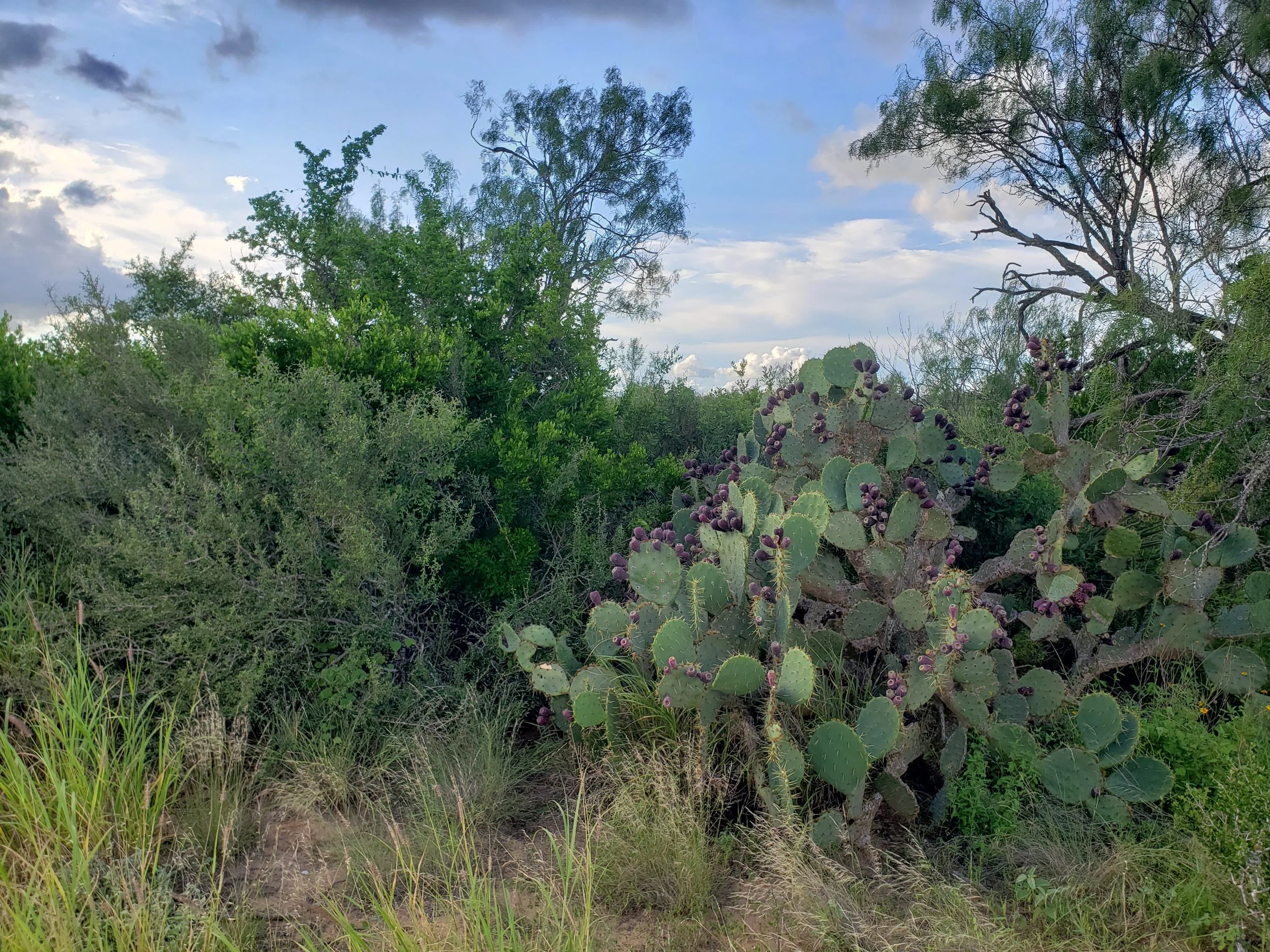 Opuntia lindheimeri on the South Texas Sandsheet in Jim Hogg Co., TX