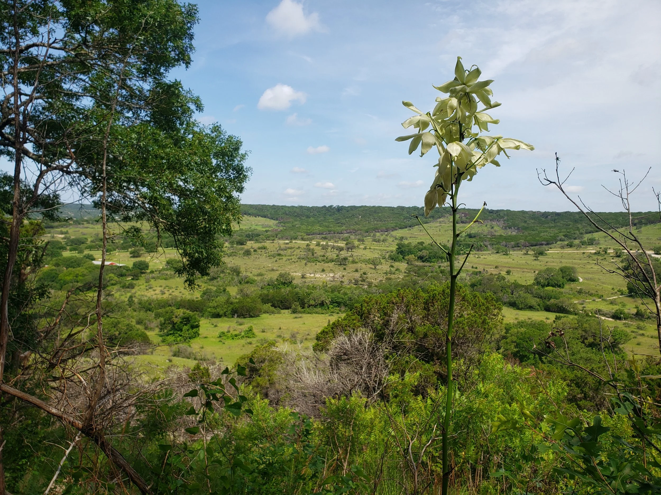 Yucca rupicola flowering above a matrix of limestone prairies and woodlands in Travis Co., TX