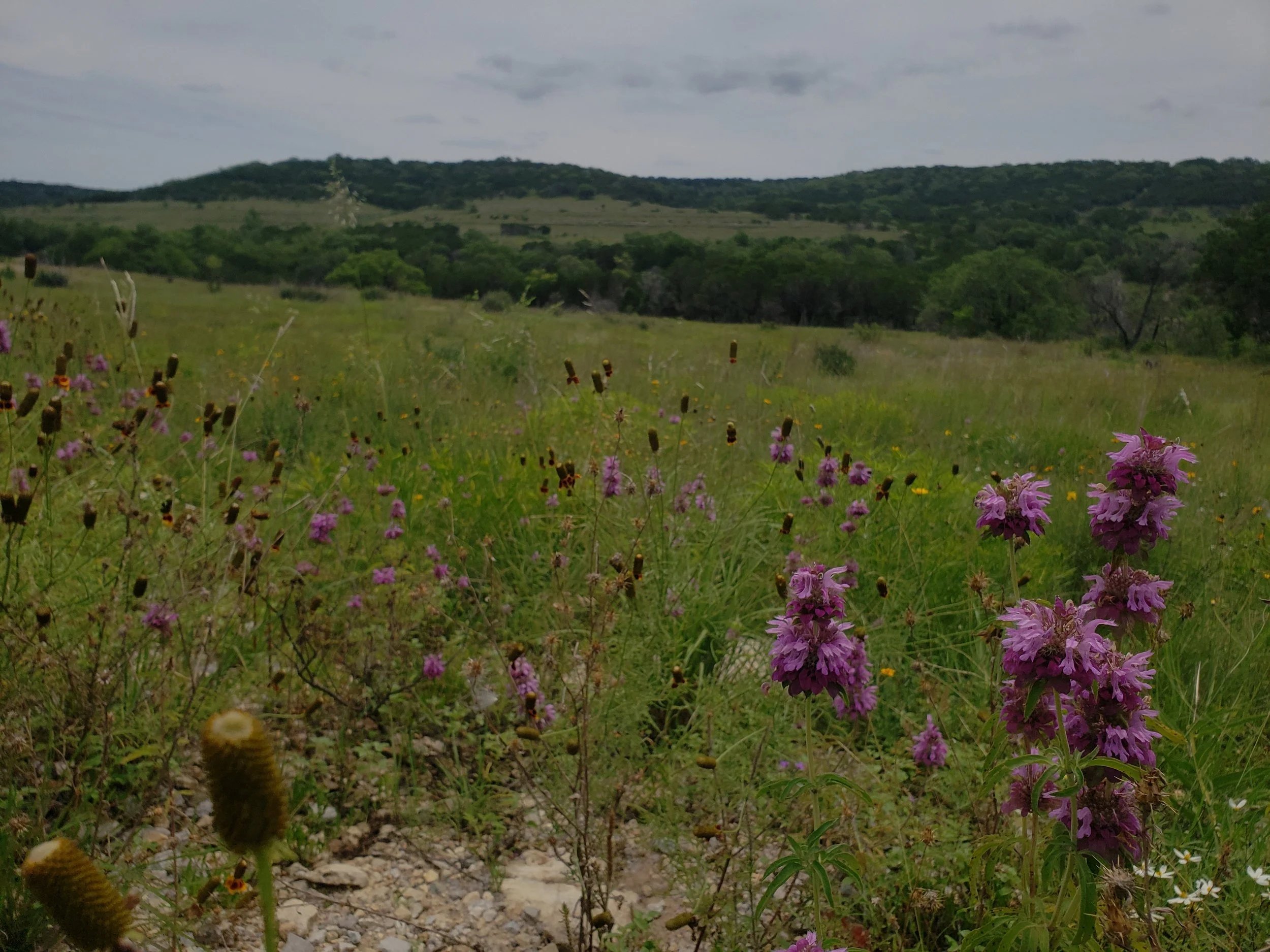Monarda citriorda and Ratibida columnifera in a limestone prairie in Travis Co., TX
