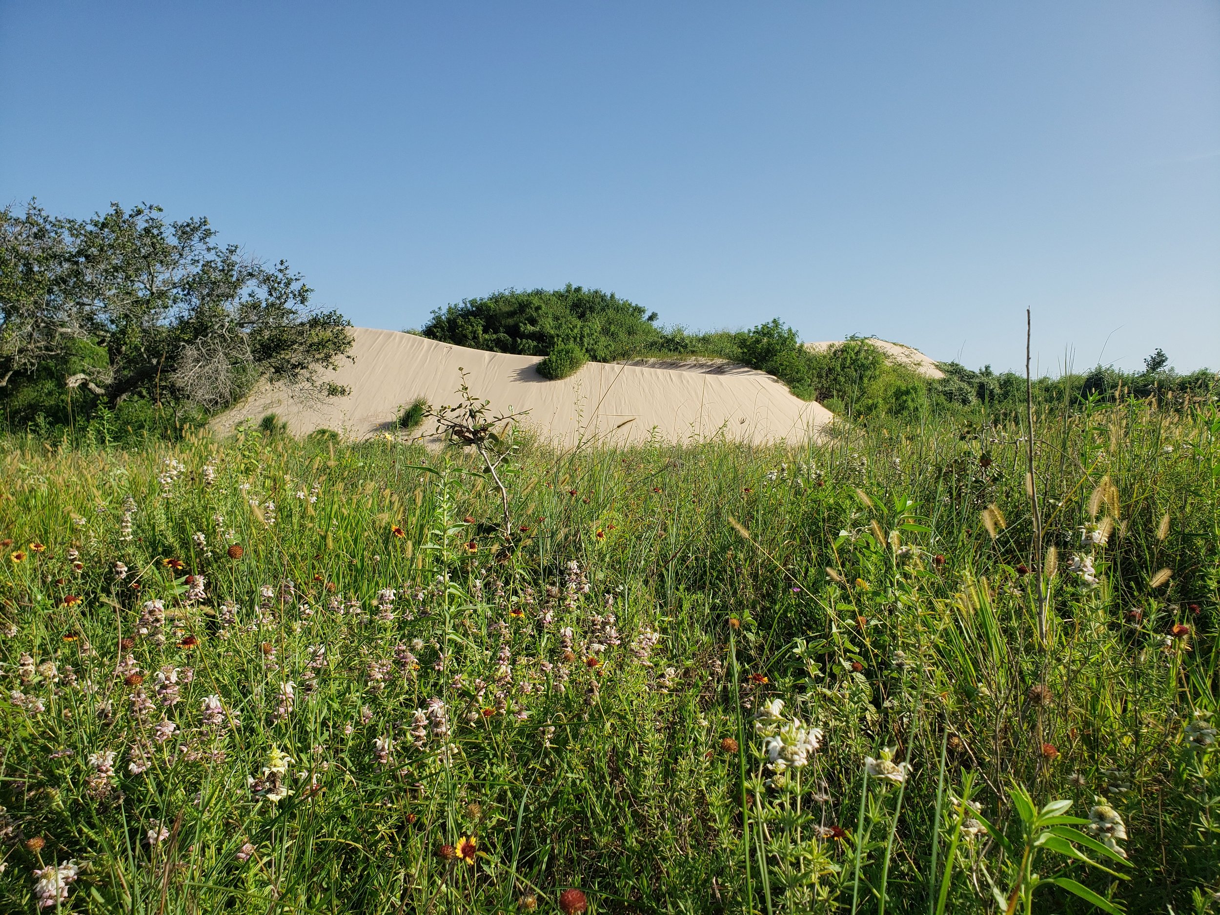 Dunes and coastal prairie in Willacy Co., TX