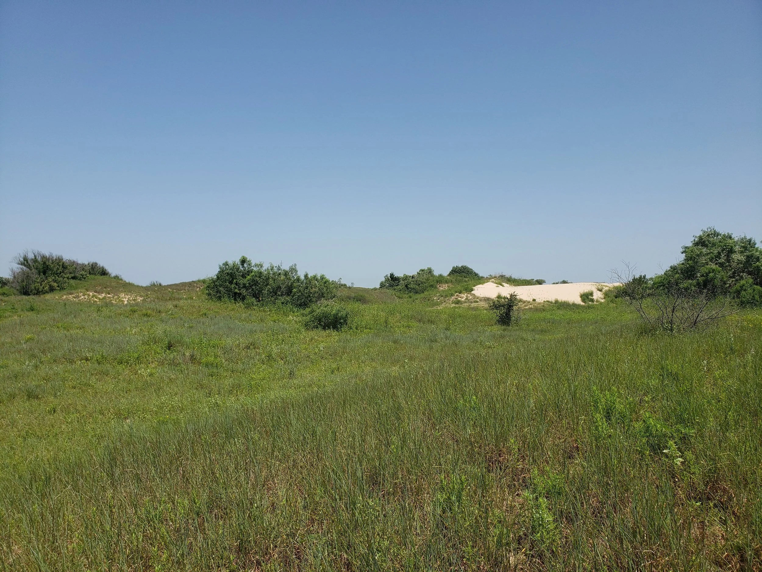 Coastal prairie in Willacy Co., TX