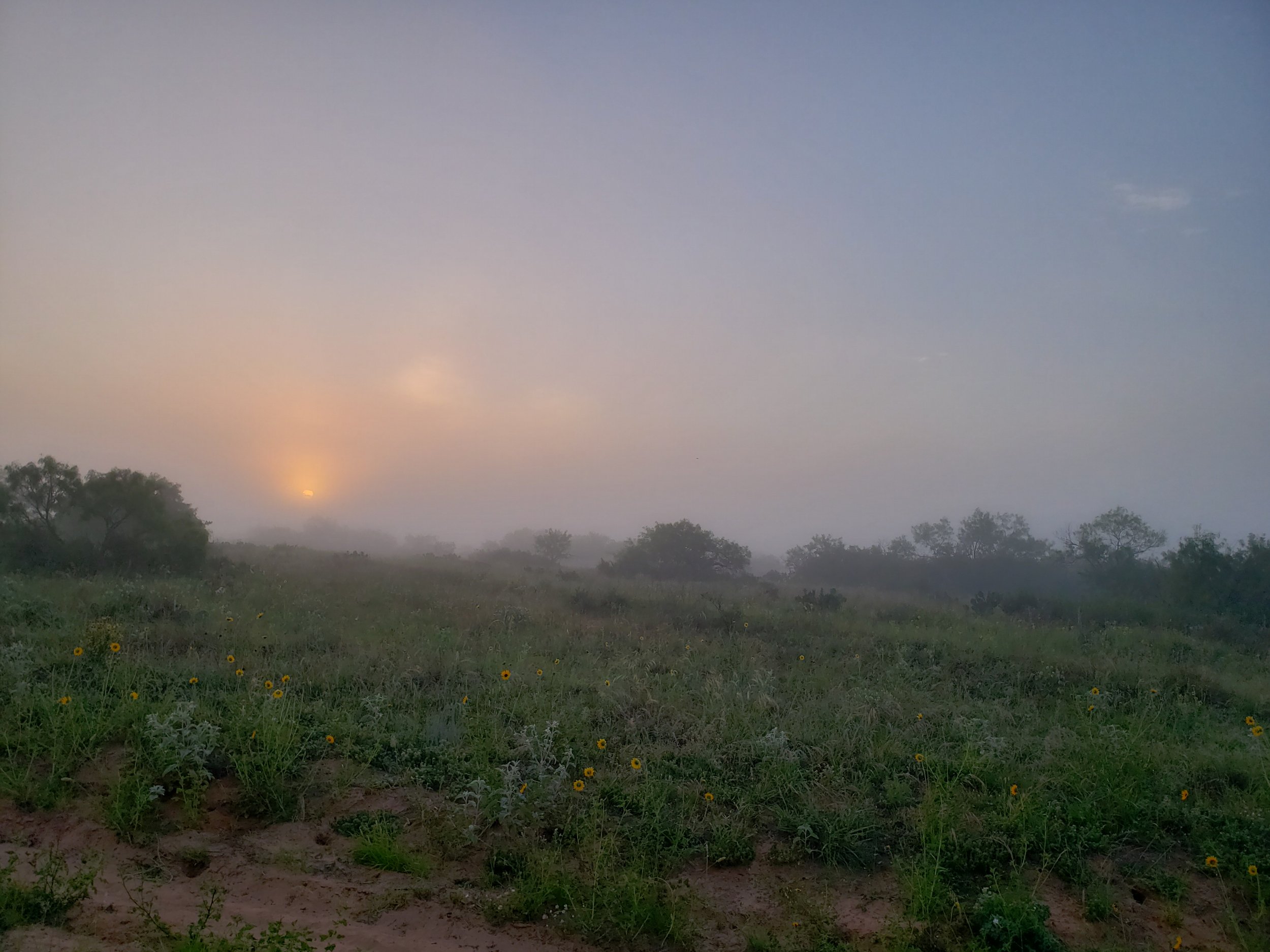 Foggy sunrise on the South Texas Sandsheet in Jim Hogg Co., TX