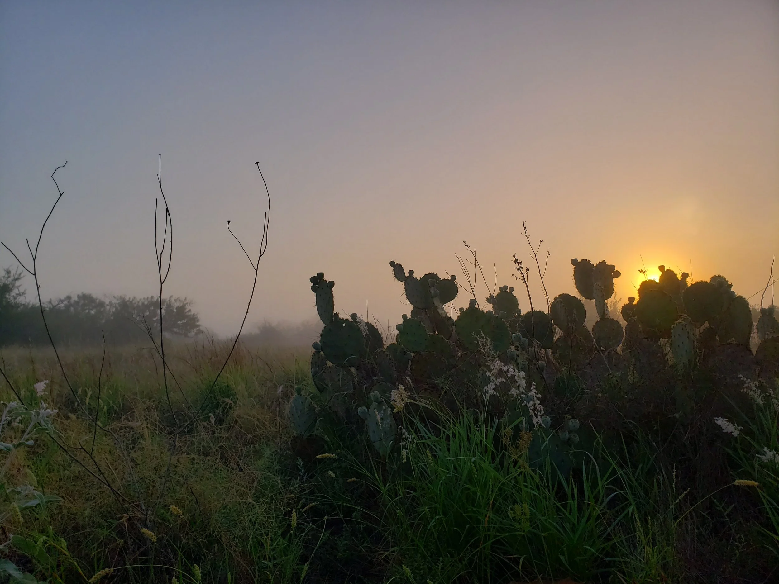 Foggy sunrise on the South Texas Sandsheet in Jim Hogg Co., TX