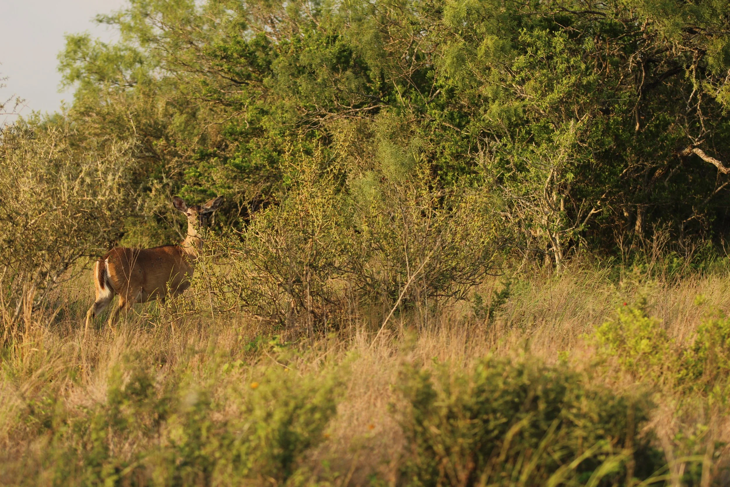 Whitetail deer looking back through Cylindropuntia leptocaulis in Jim Hogg Co., TX