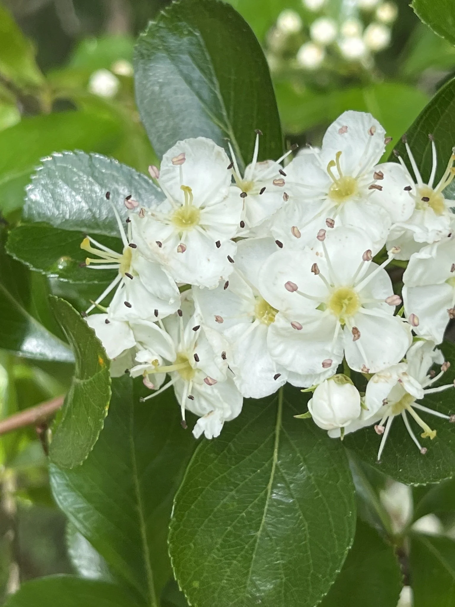 original flower.jpeg