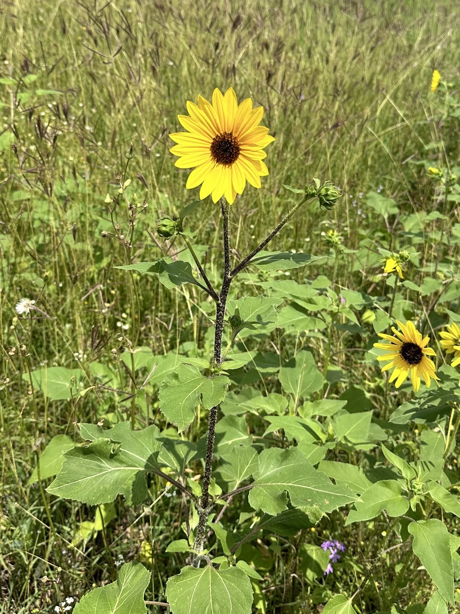 Annual Sunflower