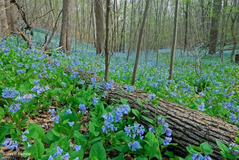 Virginia-Bluebells-at-Calmes-Neck-Clarke-County-c-Gary-P.-Fleming-with-permission.jpg