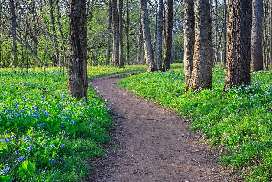 bluebell-wildflower-trail-bull-run-virginia-carol-vandyke.jpg