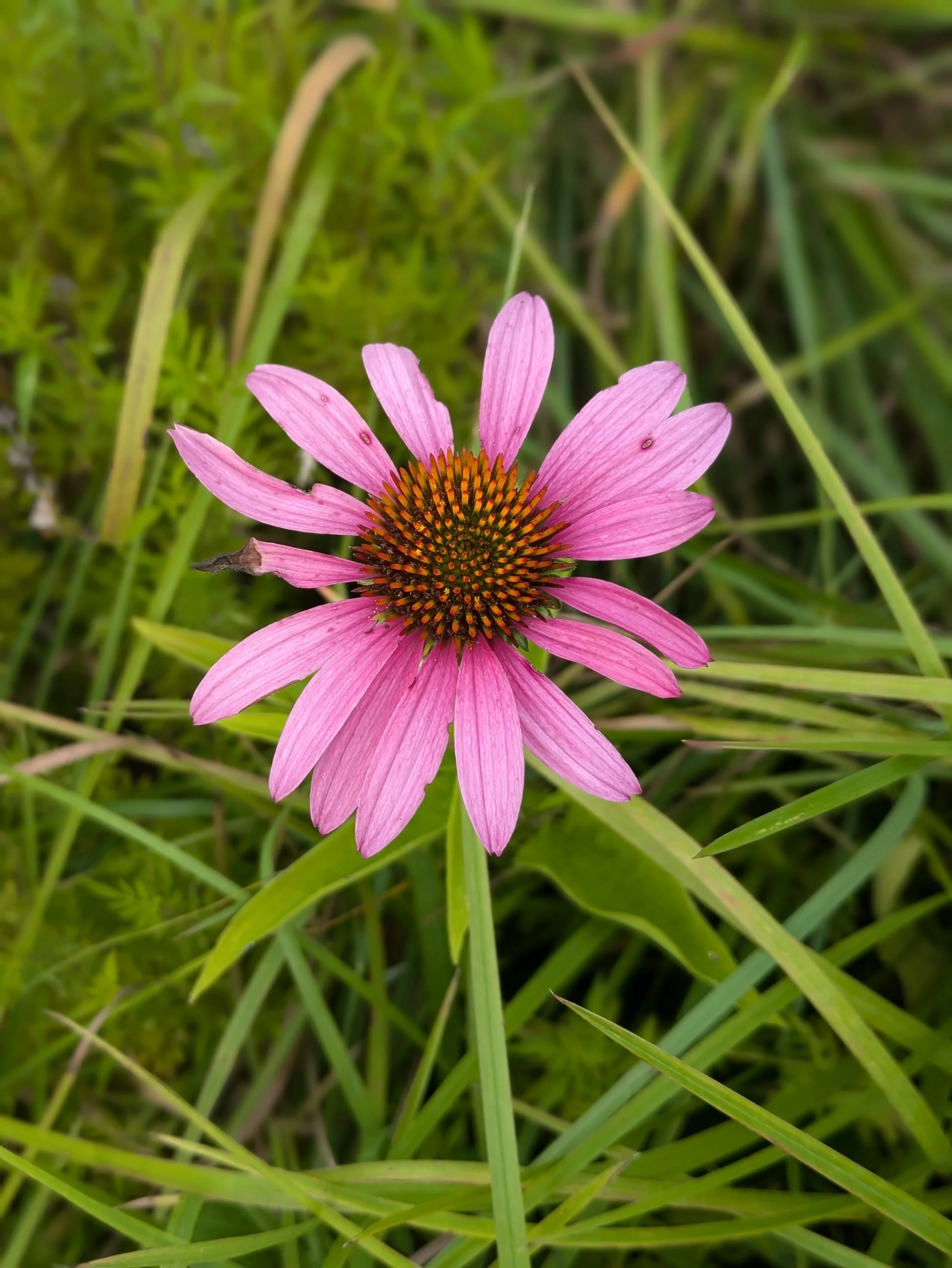 Echinacea.jpg