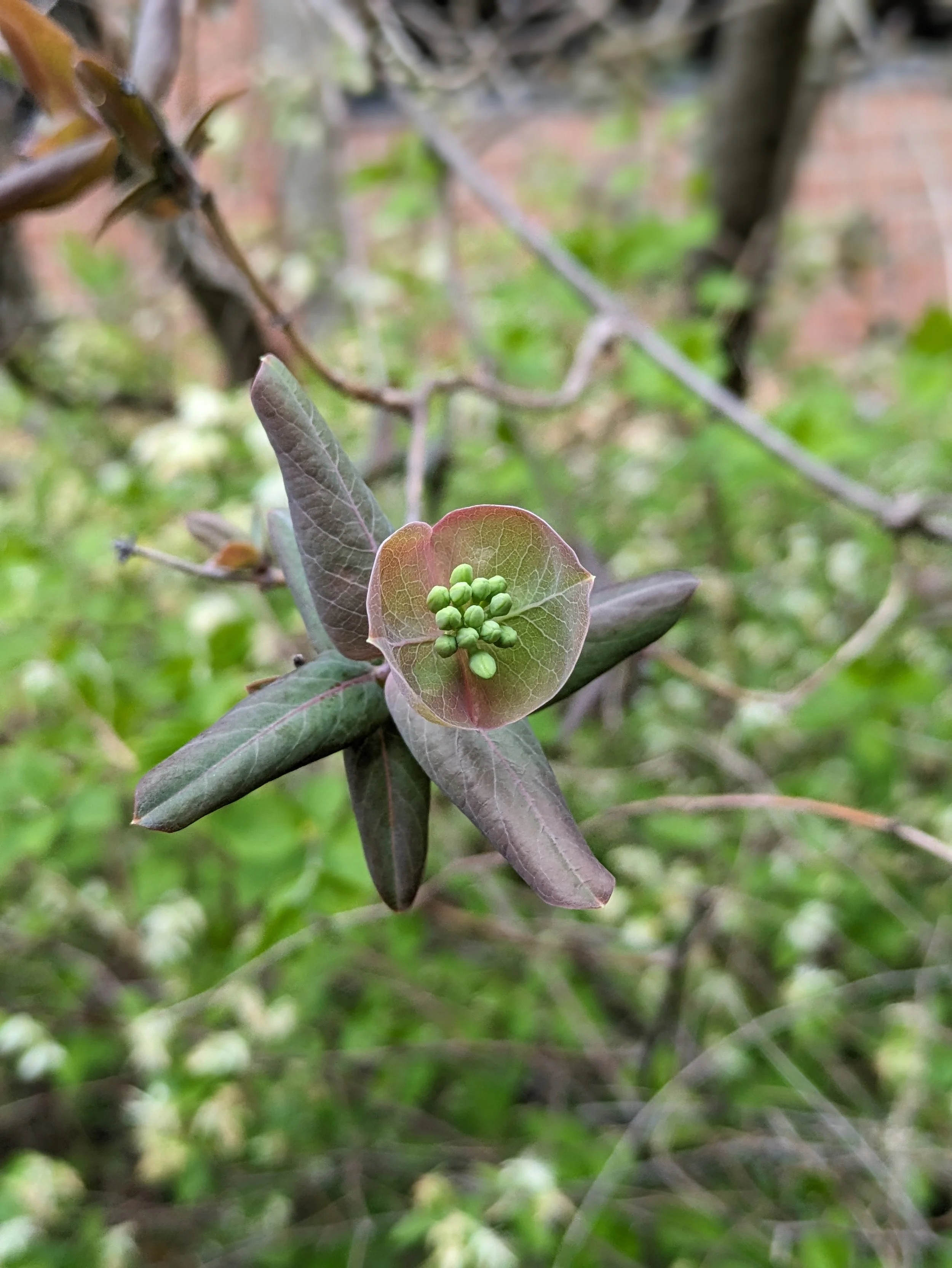 Native honeysuckle, Lonicera dioica