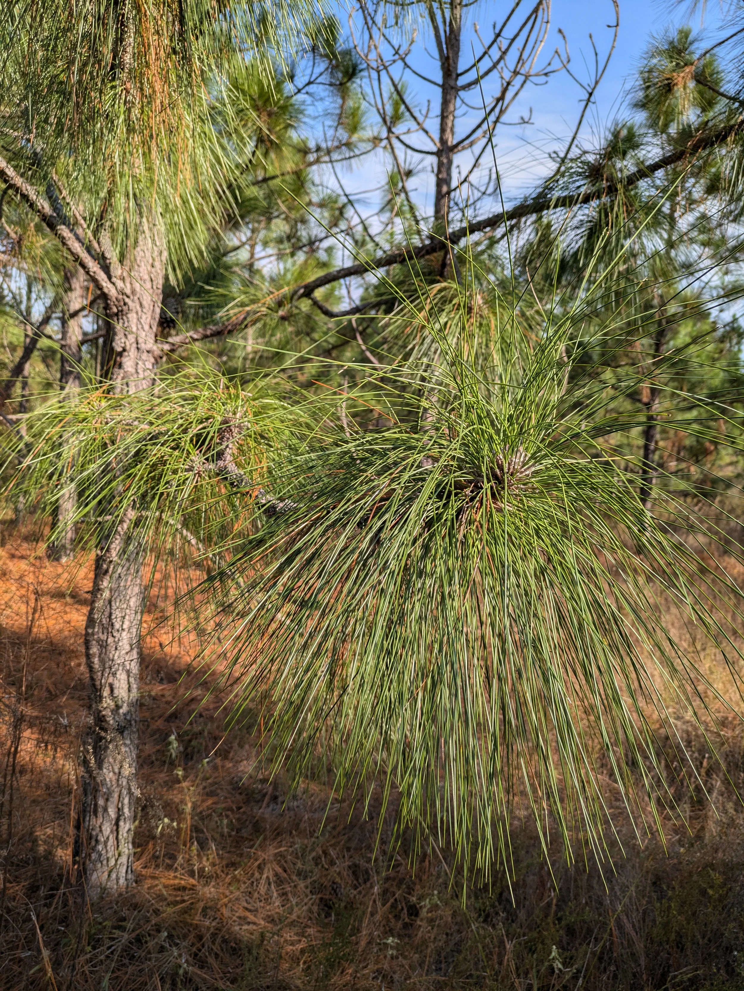 Pine tree