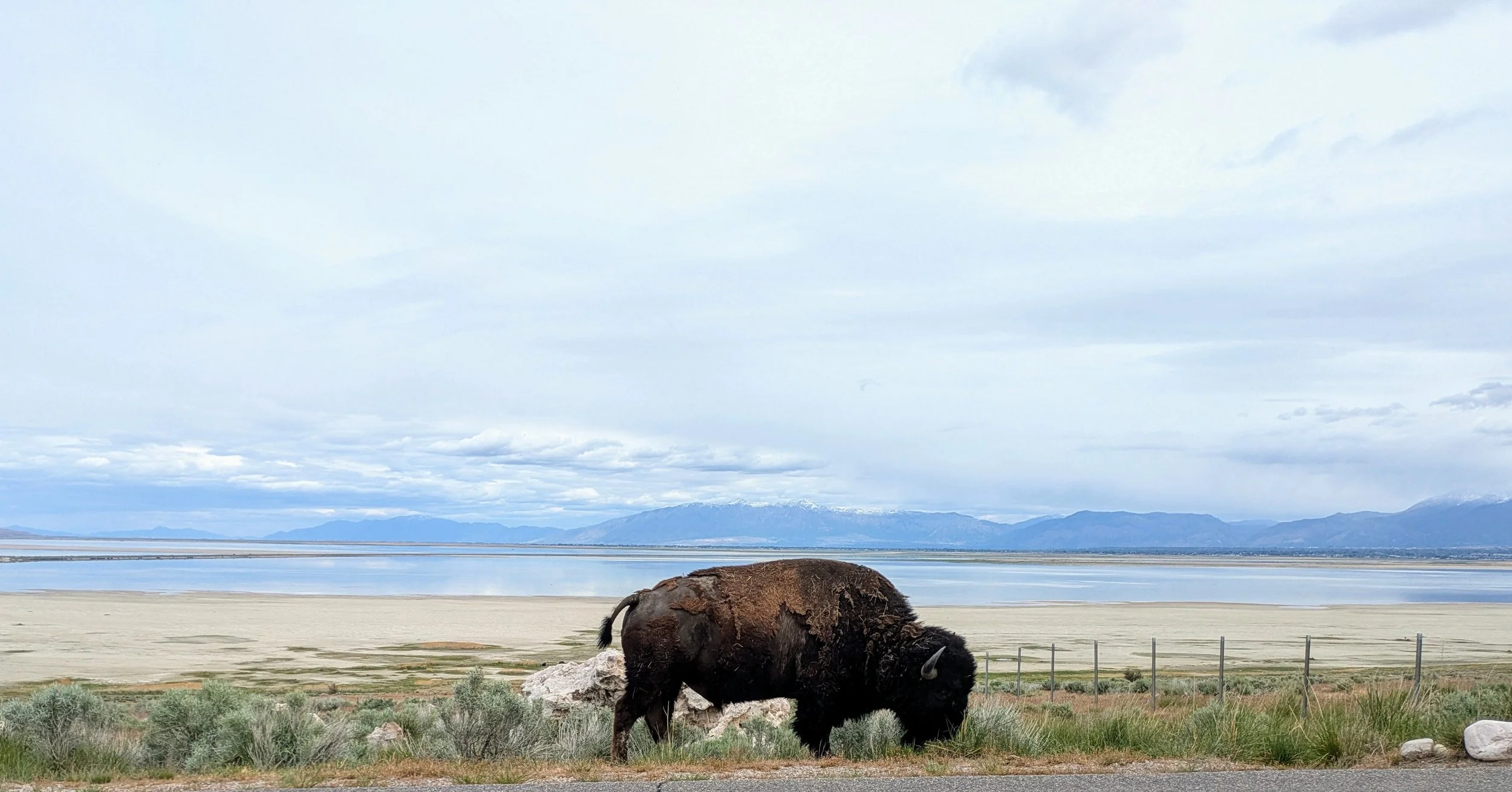 Buffalo