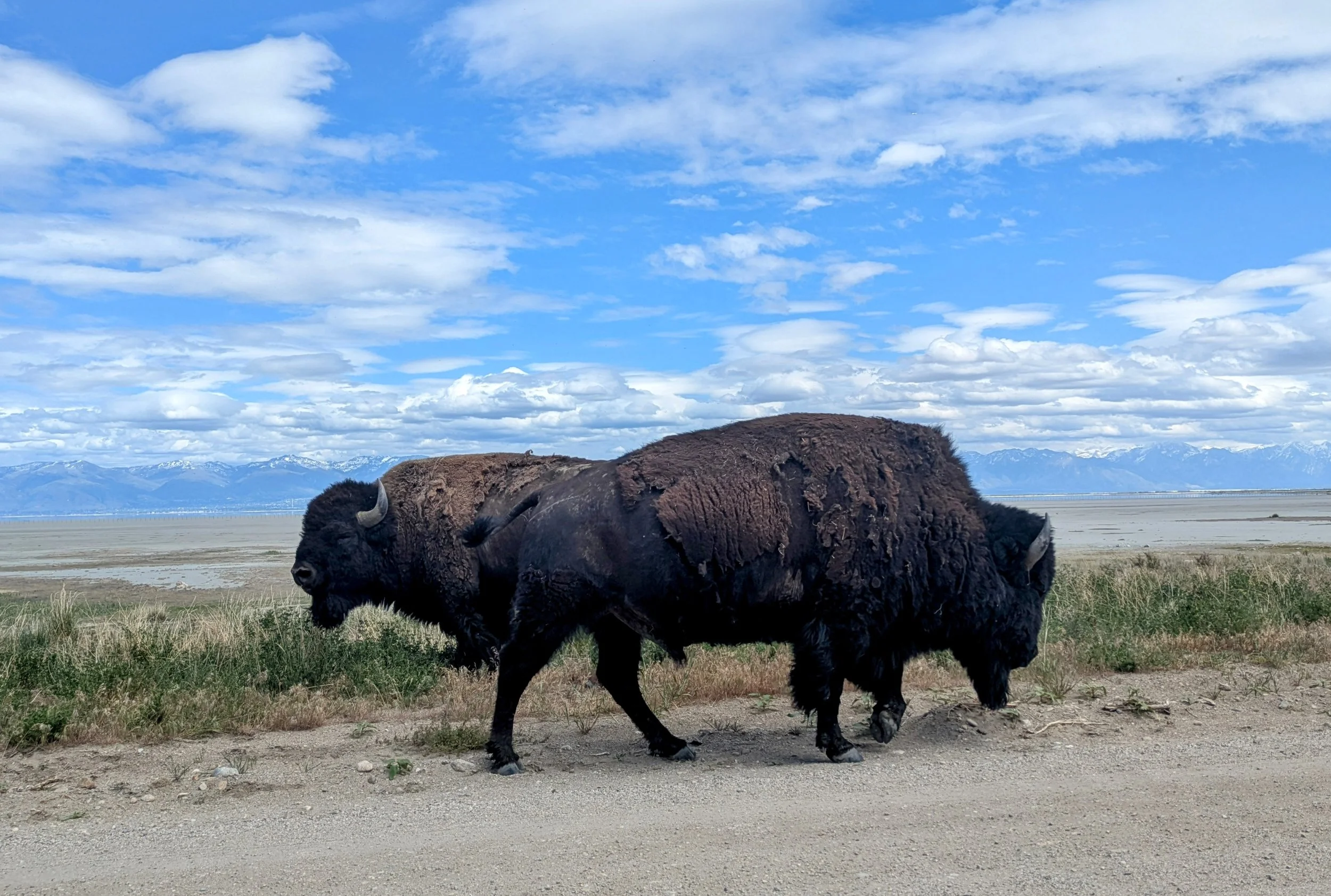 Two buffalo cross paths