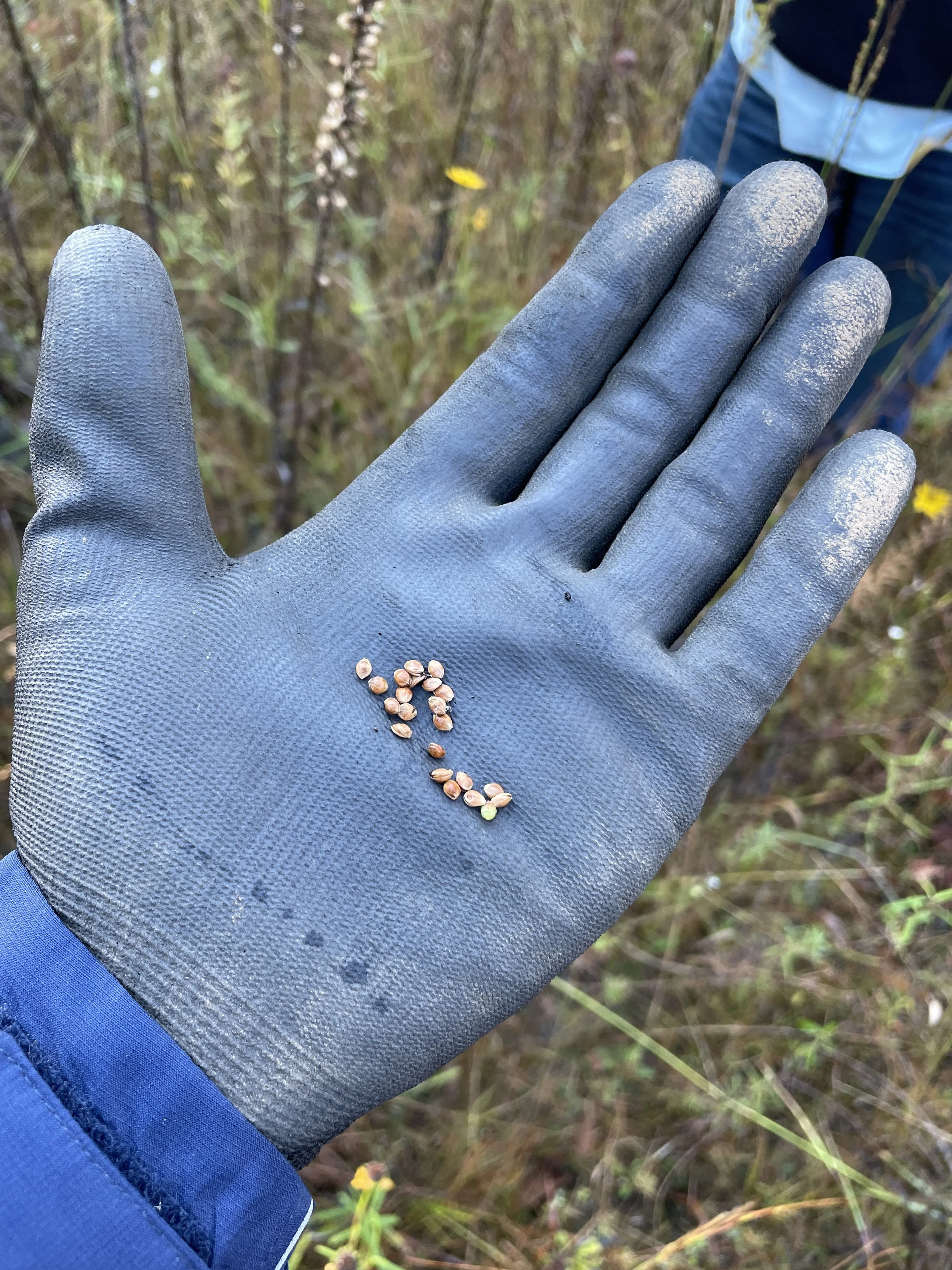 Seeds in gloved hand.JPG
