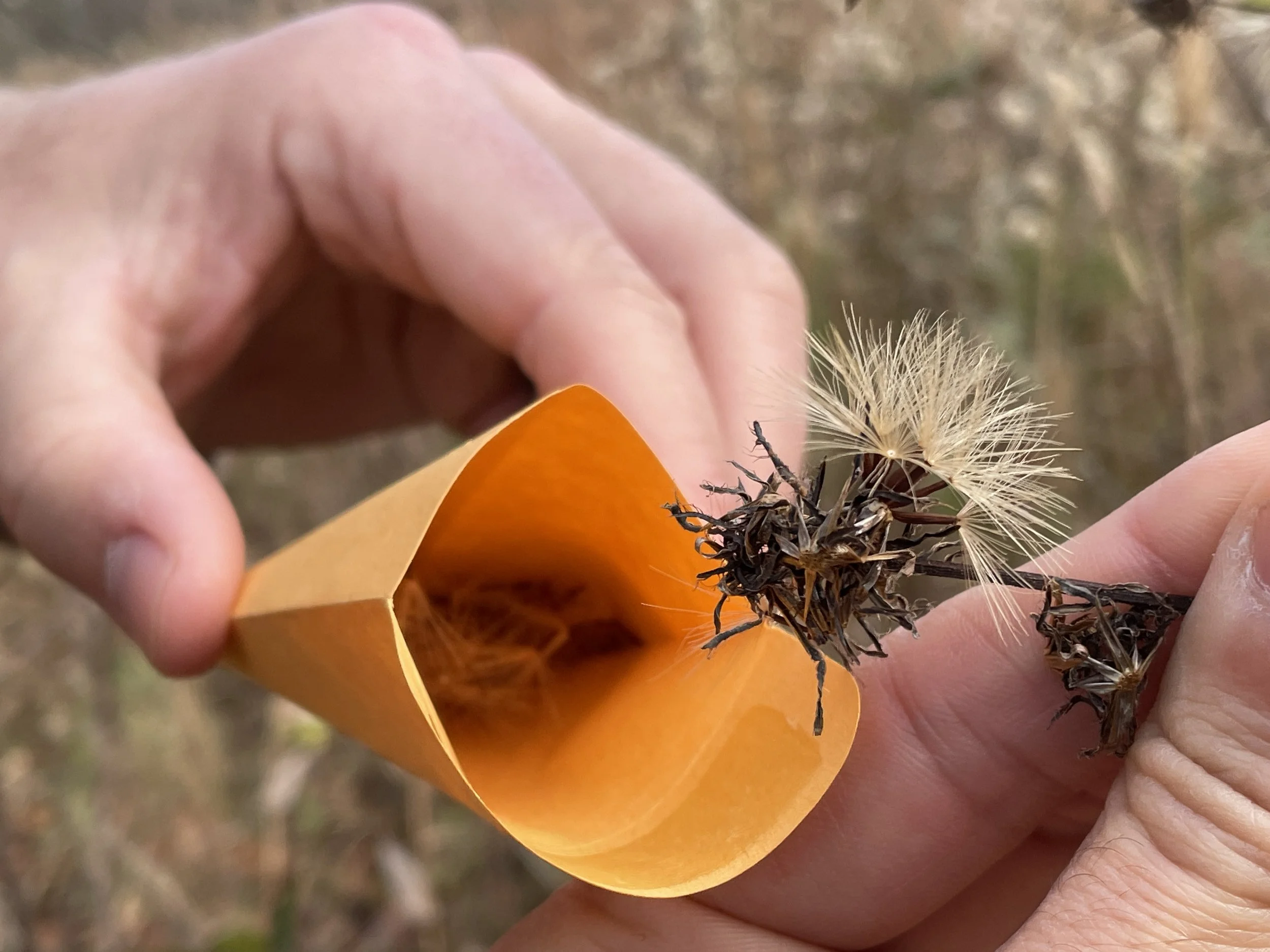 Placing seeds in orange paper folder.JPG