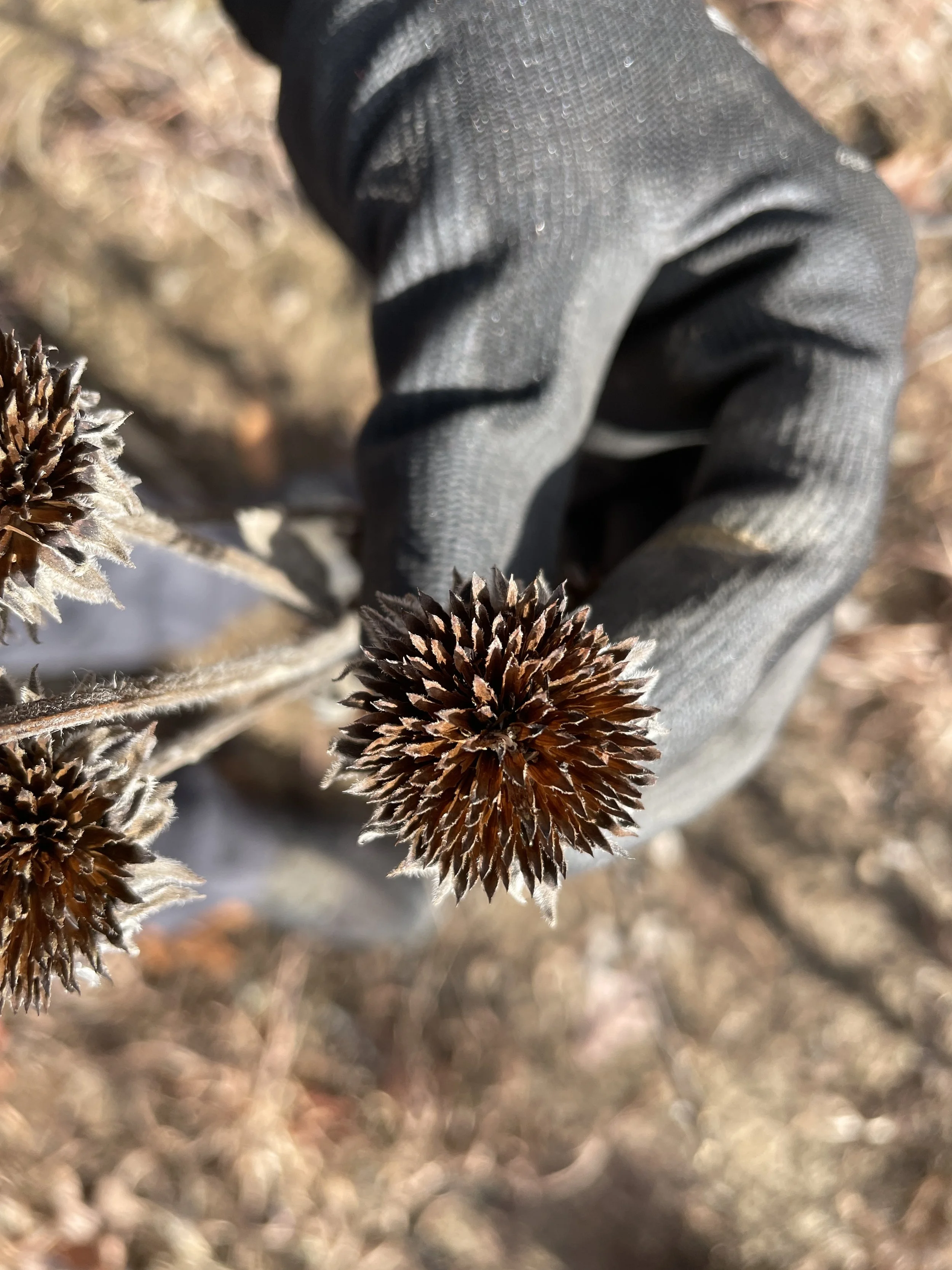 Seed head_4.JPG