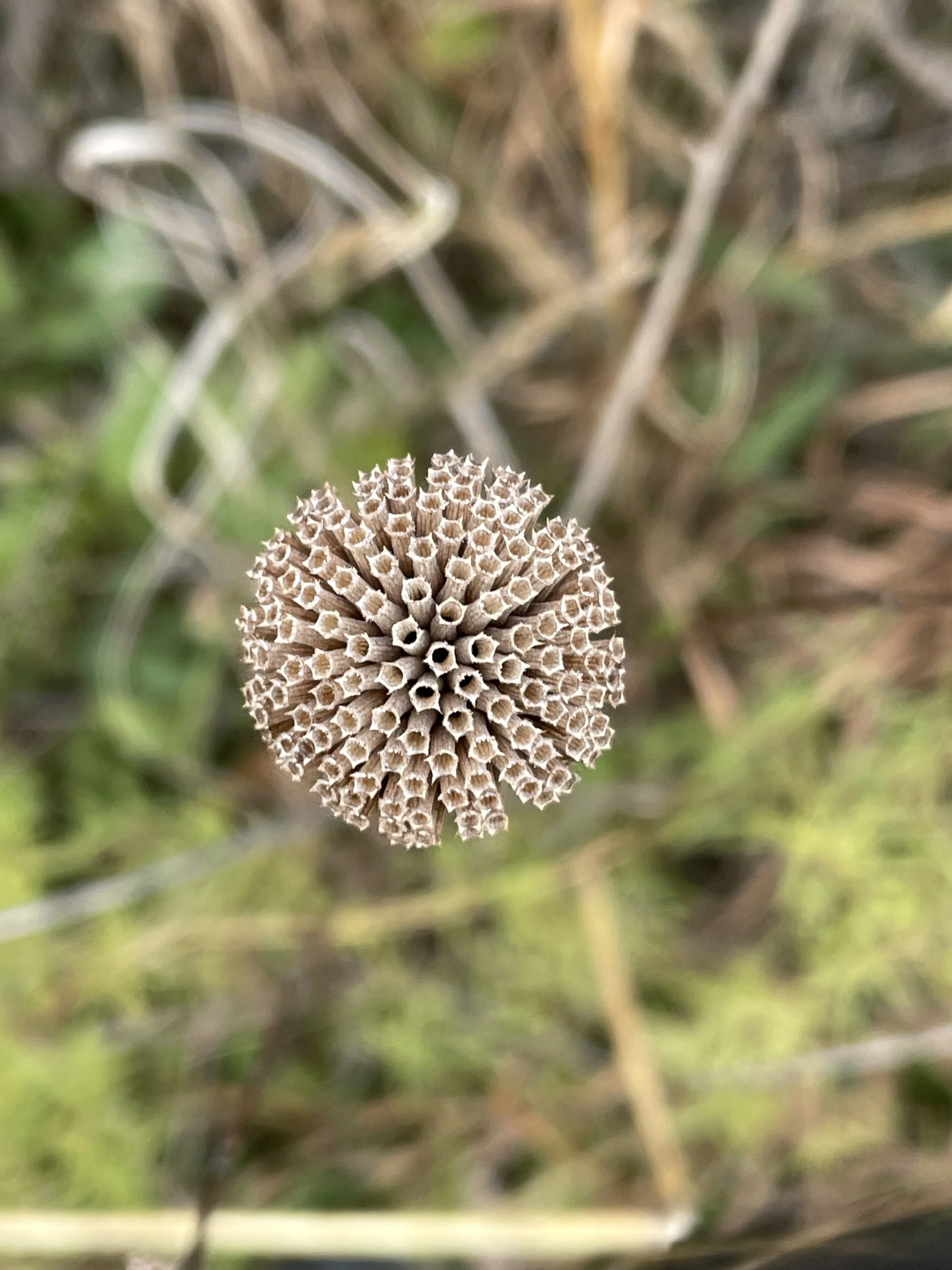 Seed head_3.JPG