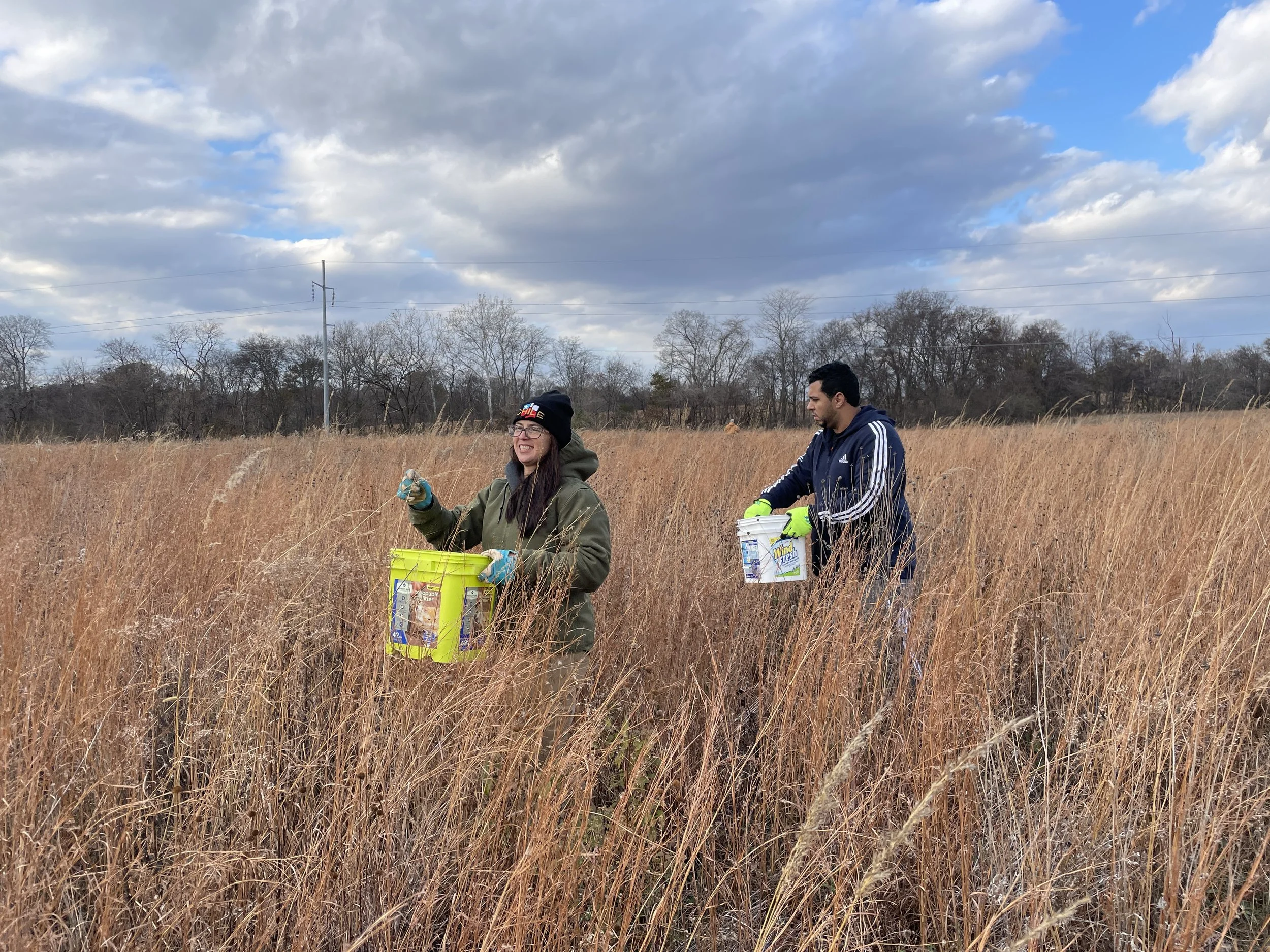 Volunteers collecting seeds in prairie.JPG