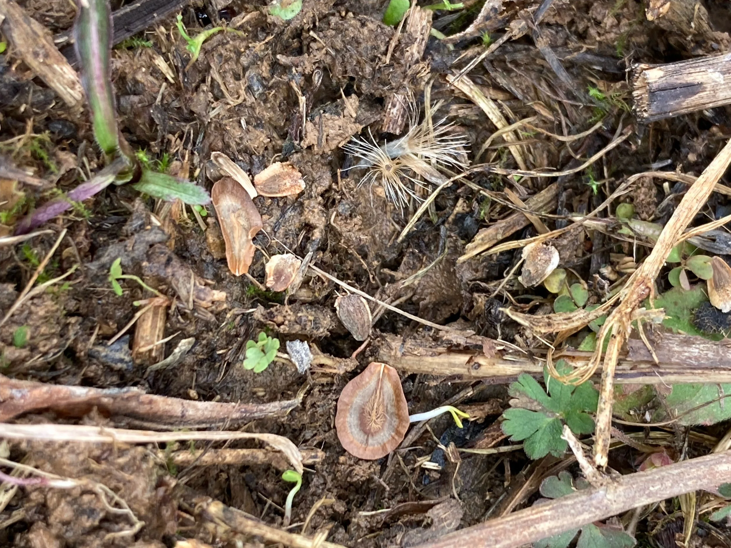 Seeds on ground.JPG