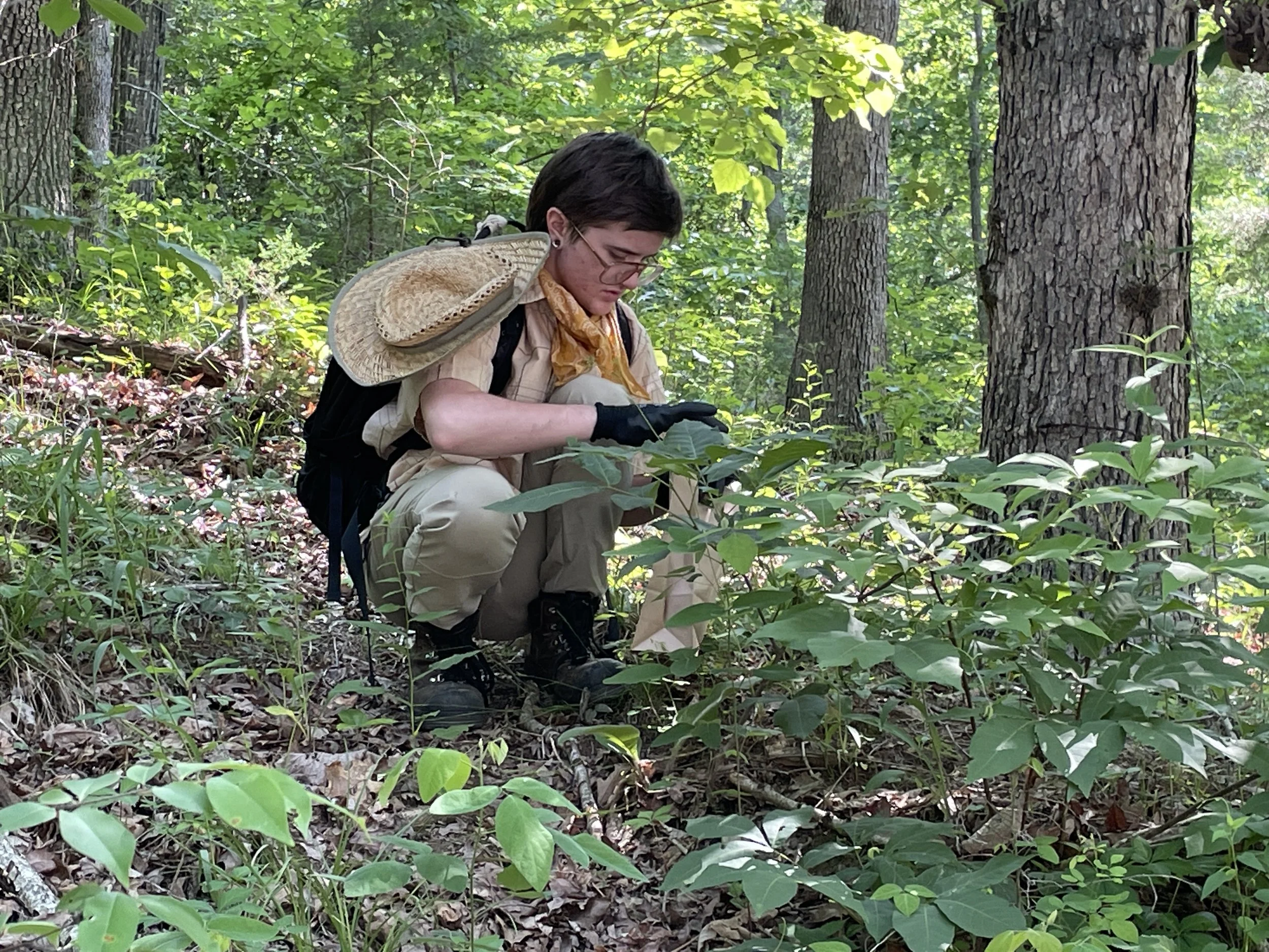 Gus Collecting seeds trees.JPG