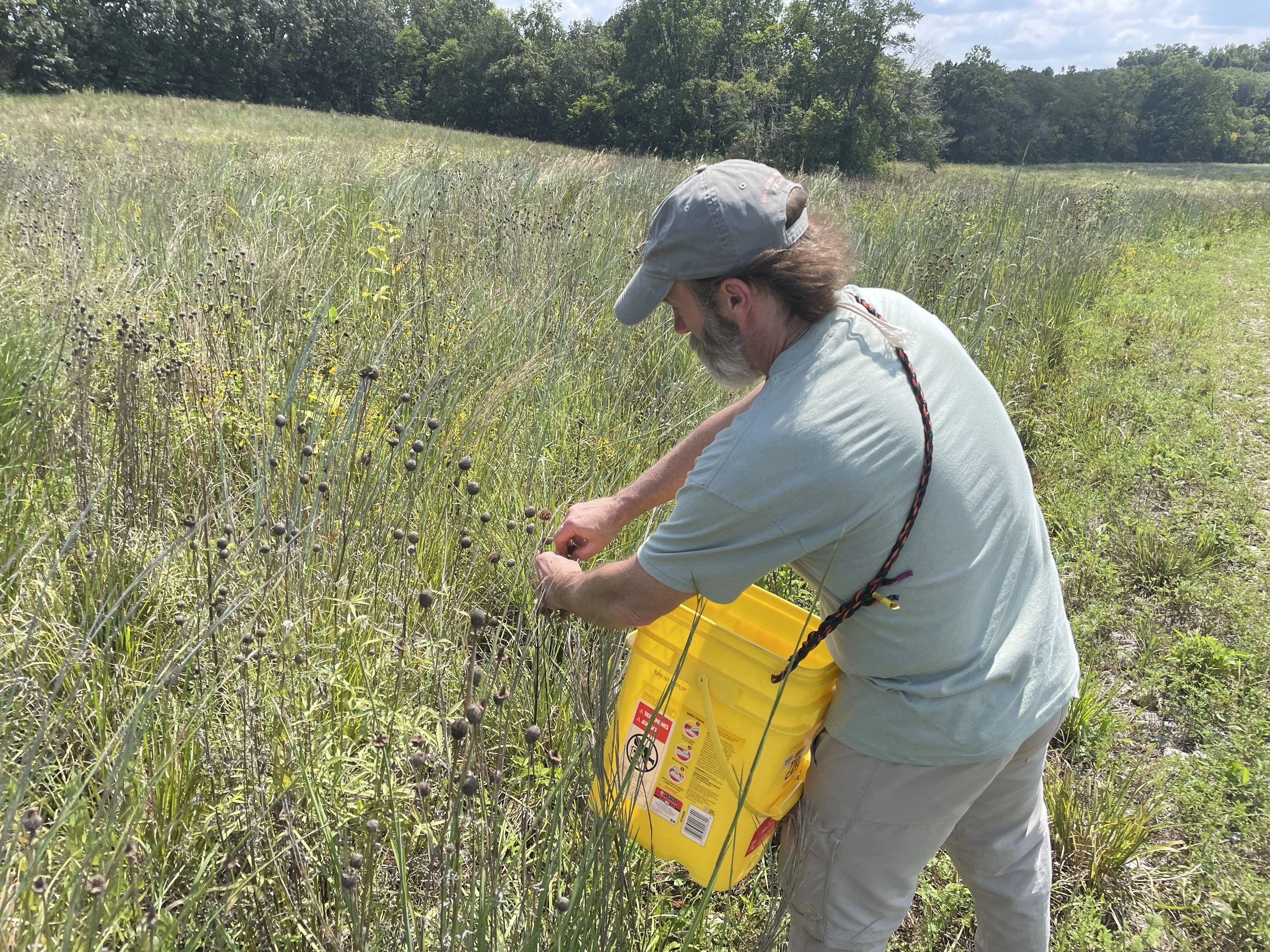 Seed Collecting Volunteer with bucket.JPG