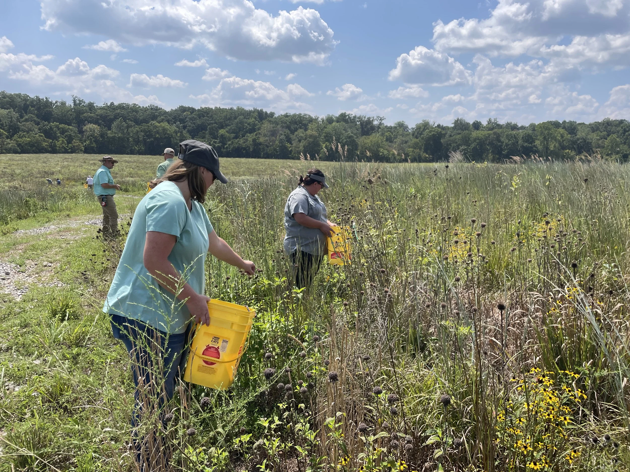 seed collecting volunteers w buckets.JPG