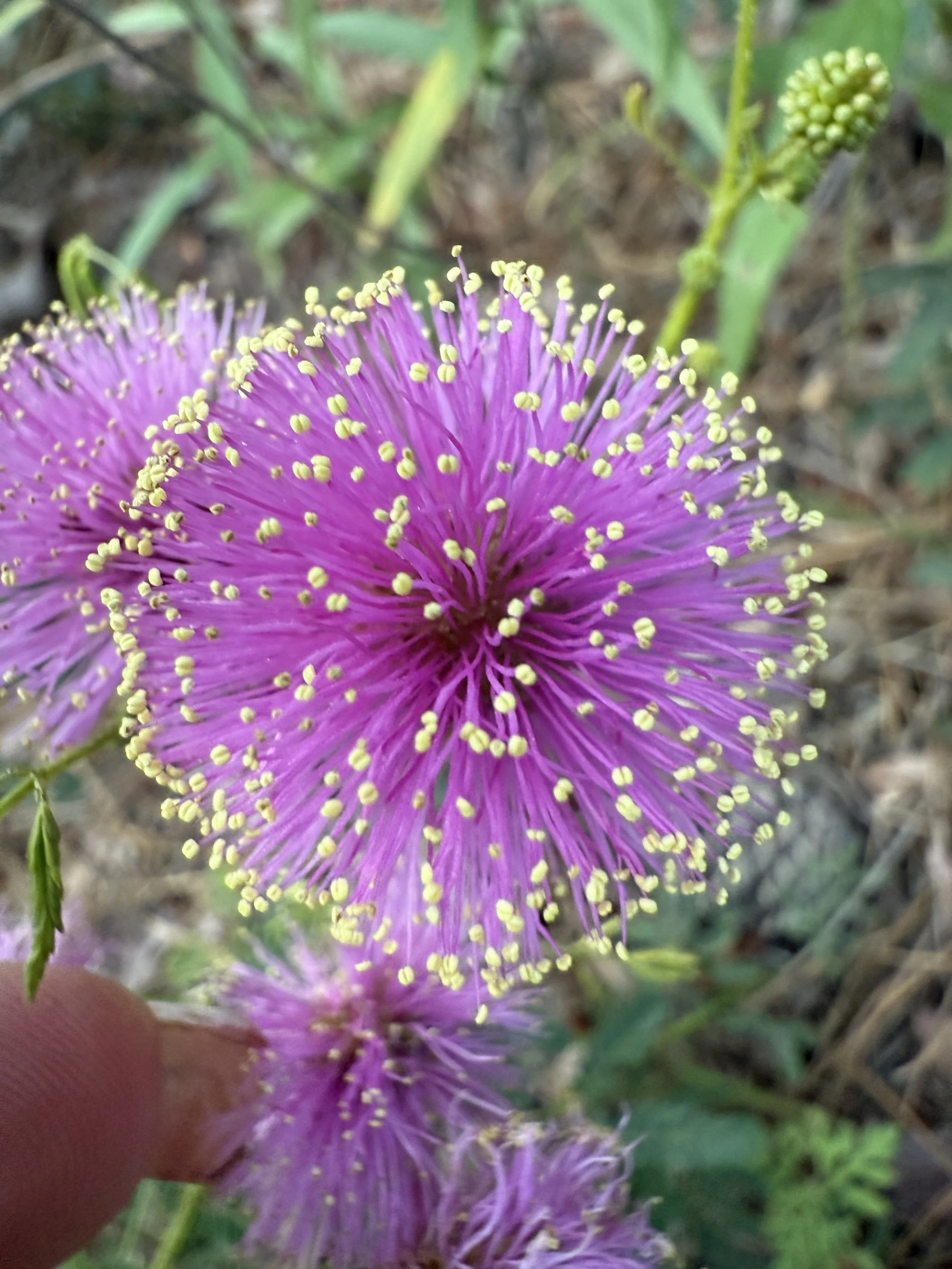 mimosa flower_Katie.jpeg