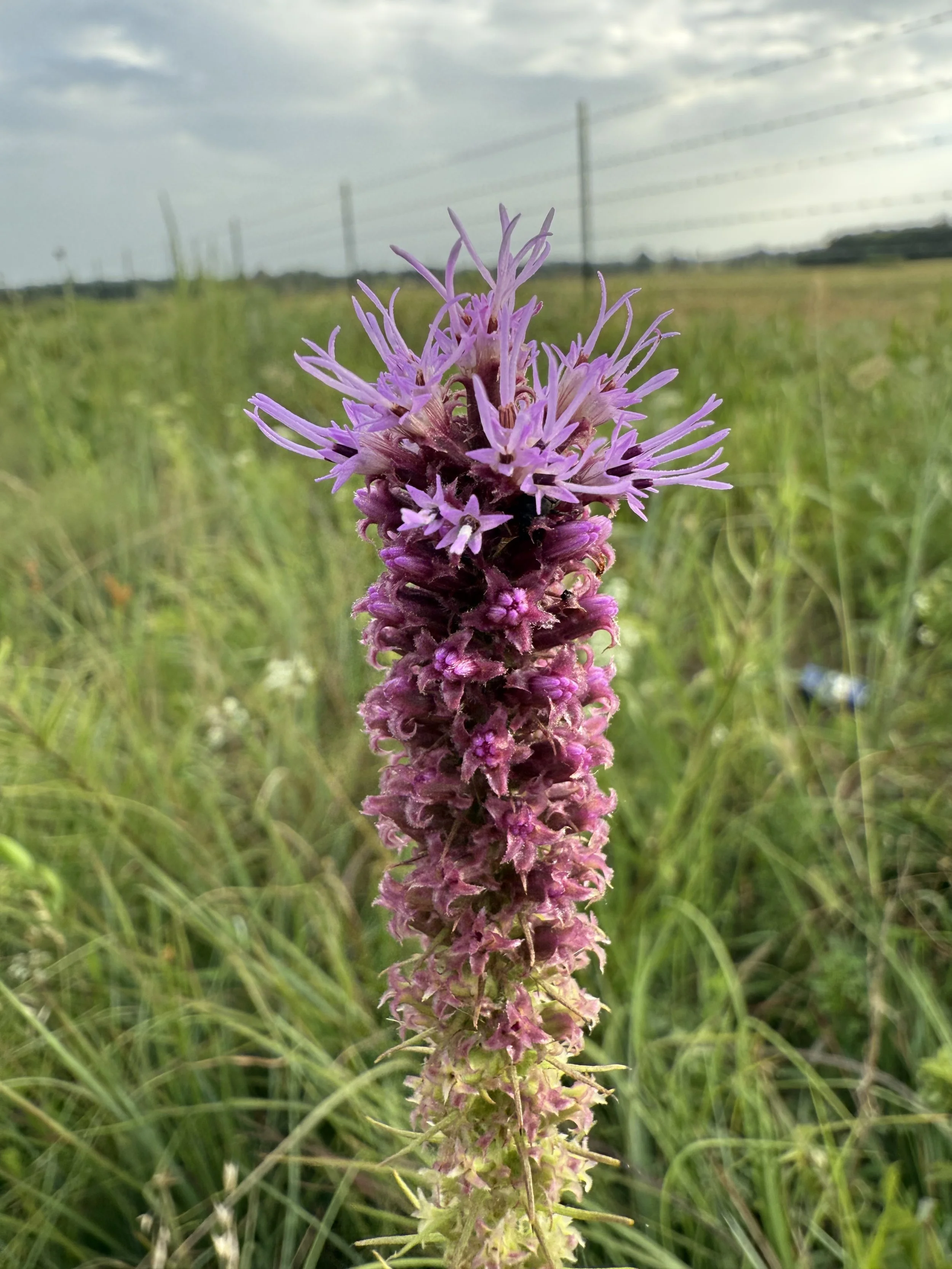 Blazing star_Katie photo.jpeg
