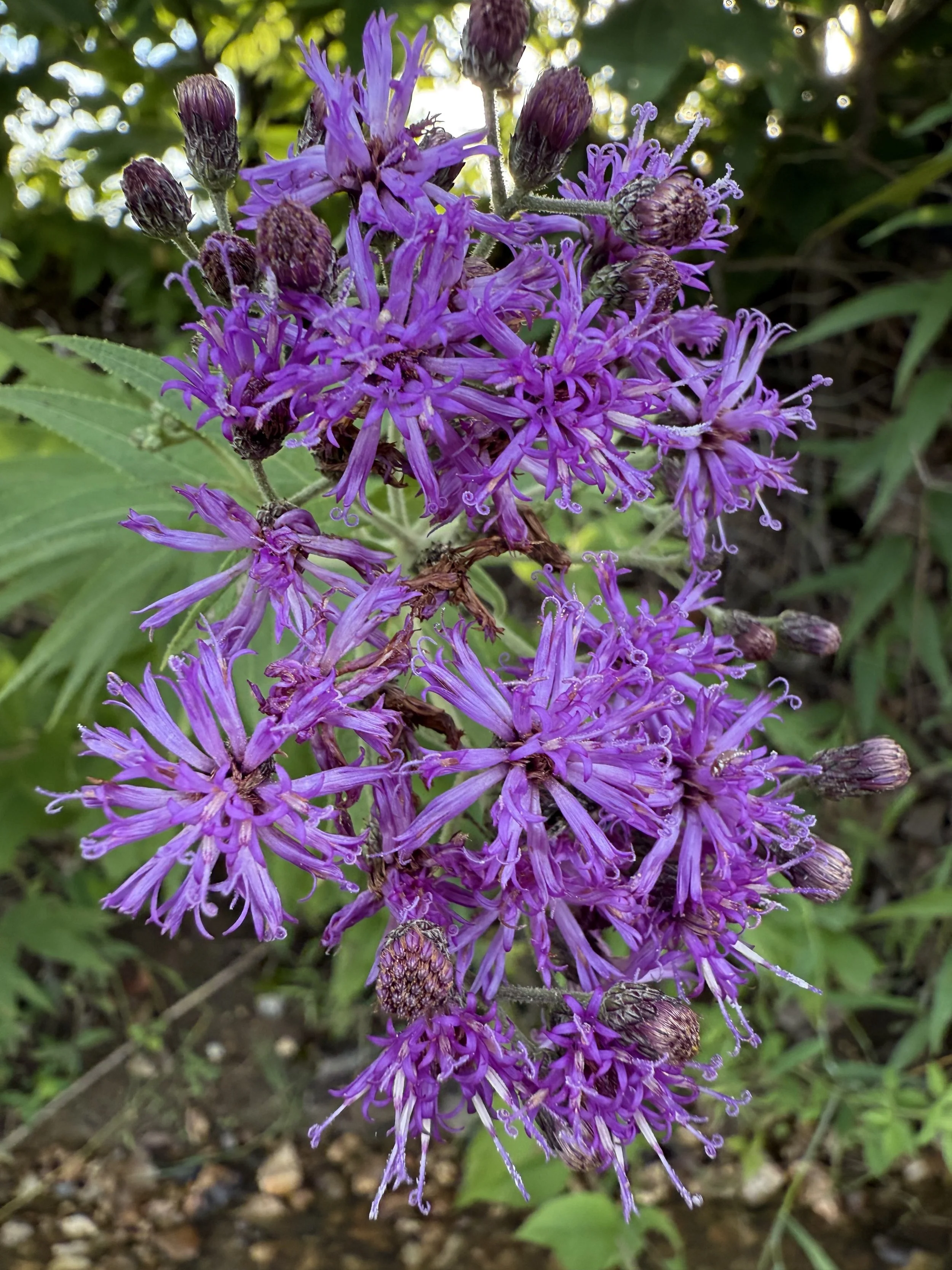 ironweed_Katie SE photo.jpeg