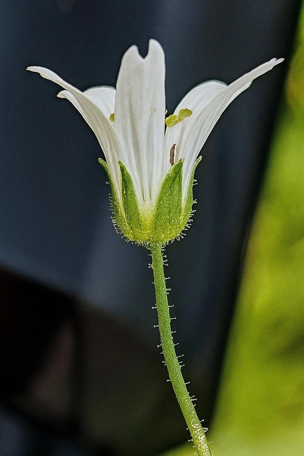 Godfrey's sandwort flowers up close