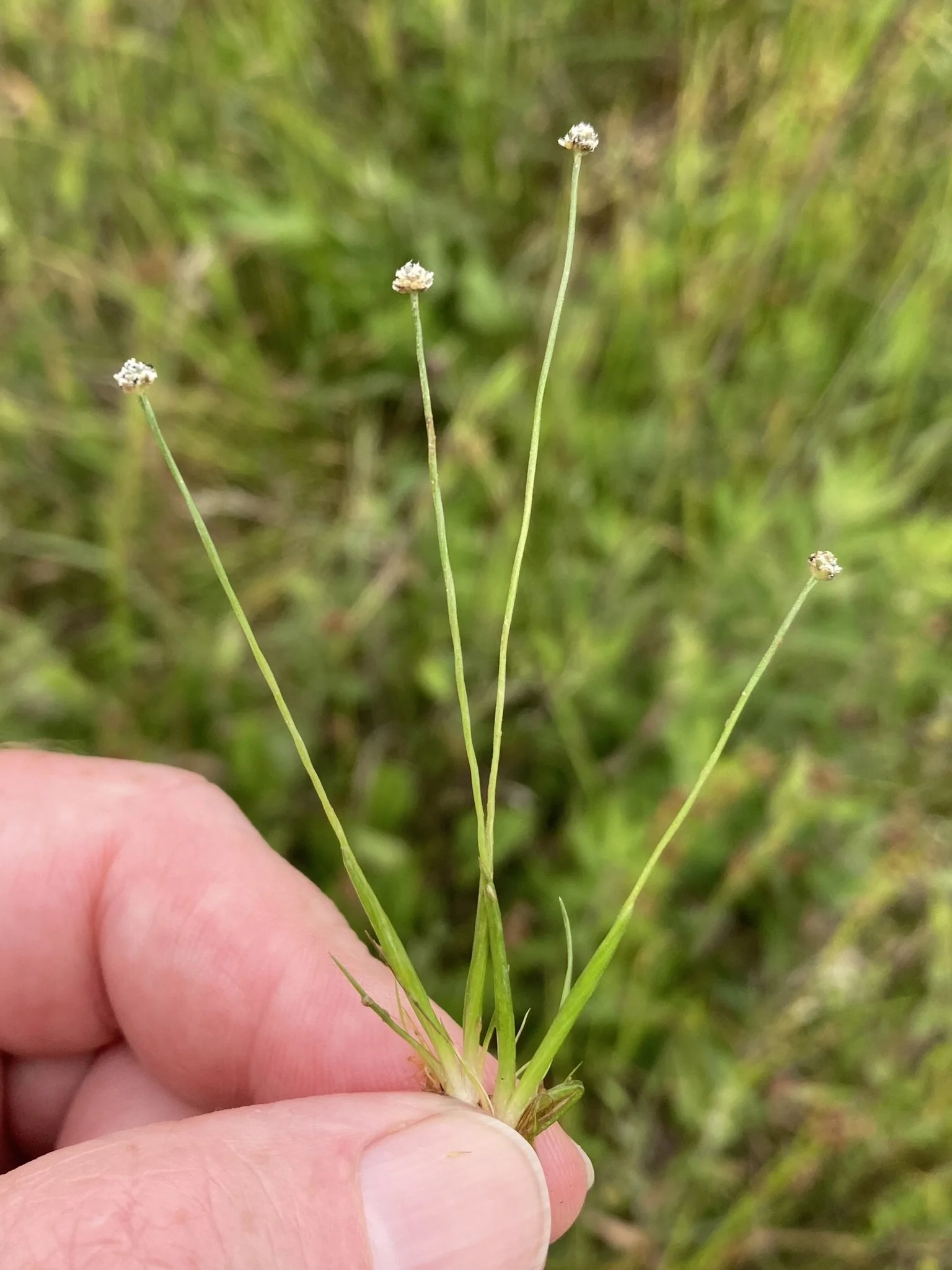 Small-headed Pipewort (Eriocaulon koernickianum) (2)