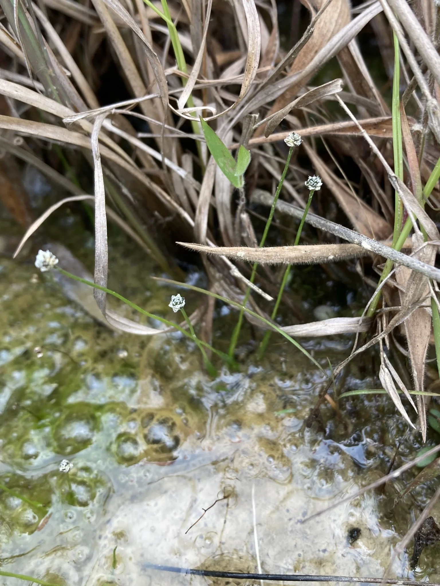 Small-headed Pipewort (Eriocaulon koernickianum)