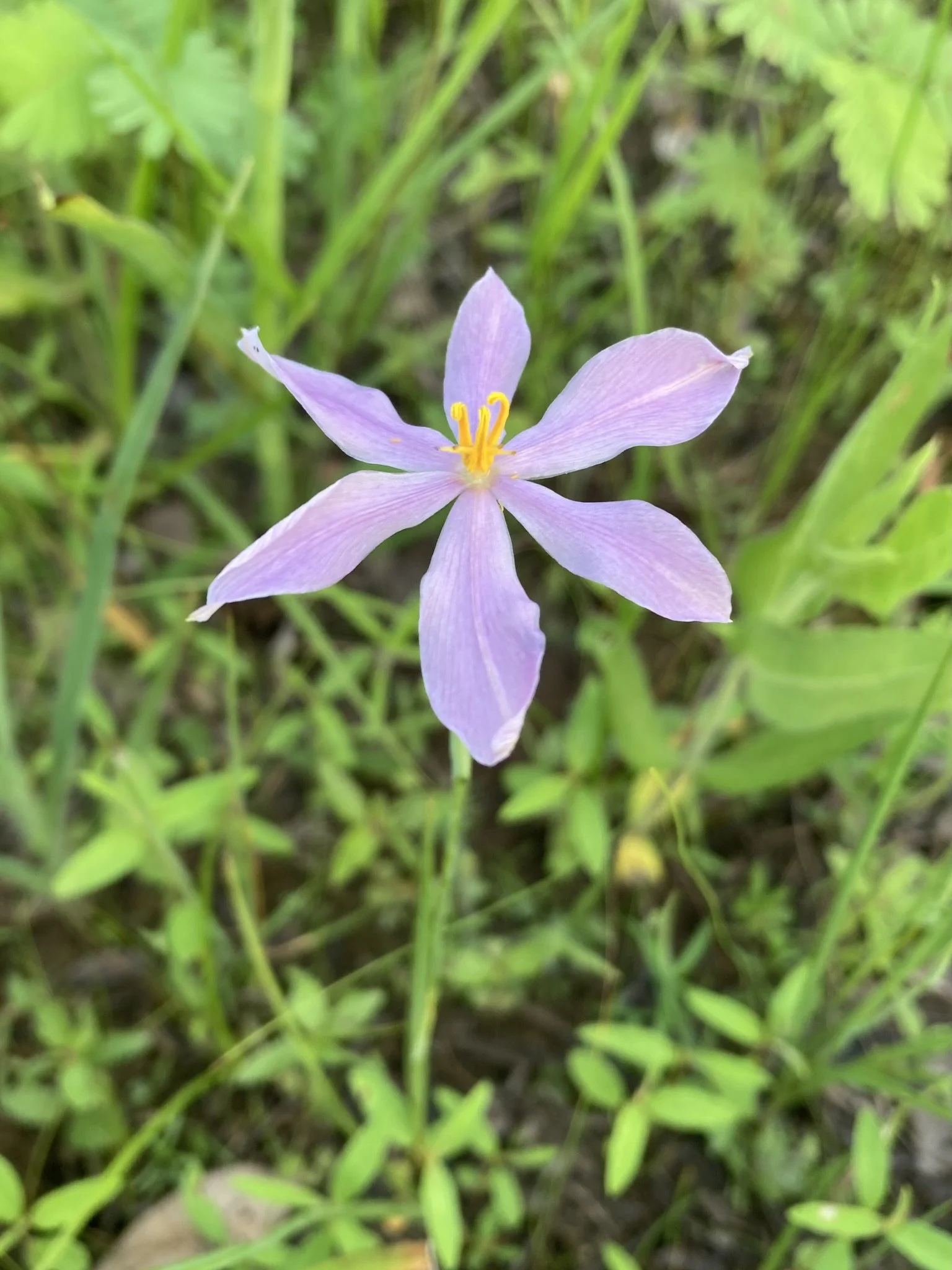 Grass-pink Orchid (Calopogon tuberosus)