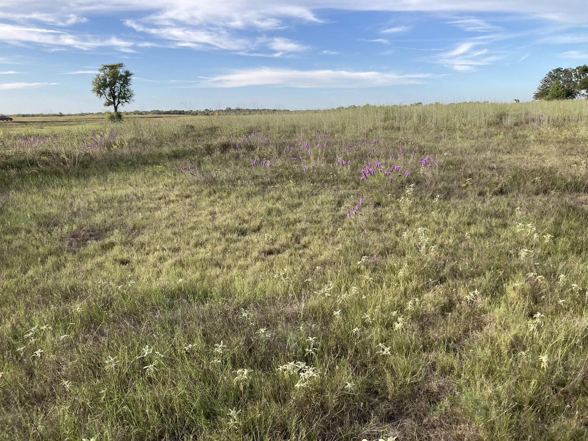 Snow-on-the-Prairie (Euphorbia bicolor) and Bottlebrush Blazing-star (Liatris punctata var. mucronata) 